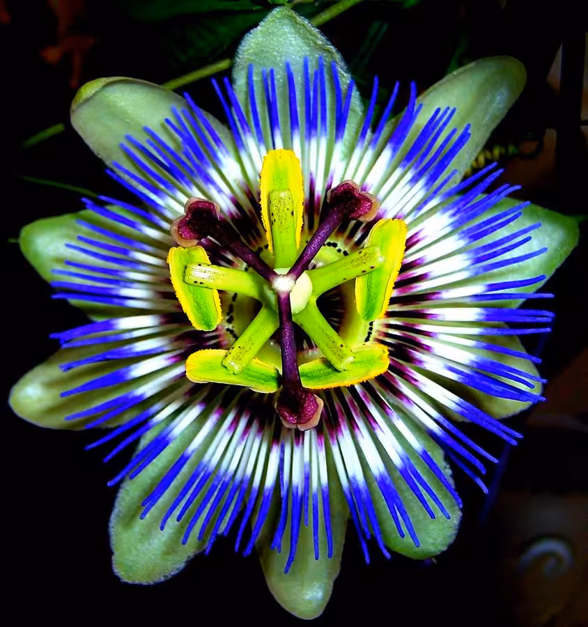 Passion Flower revamped 