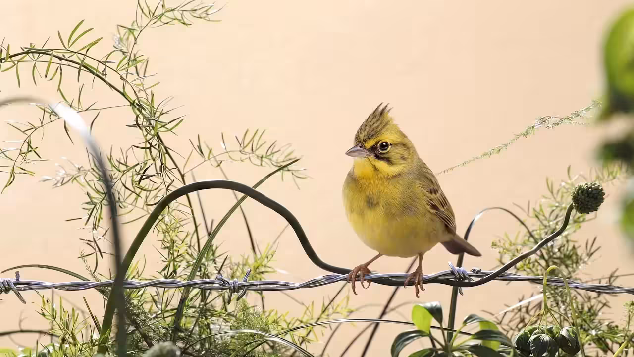 Birds Observations: Ryan, In the Tangle