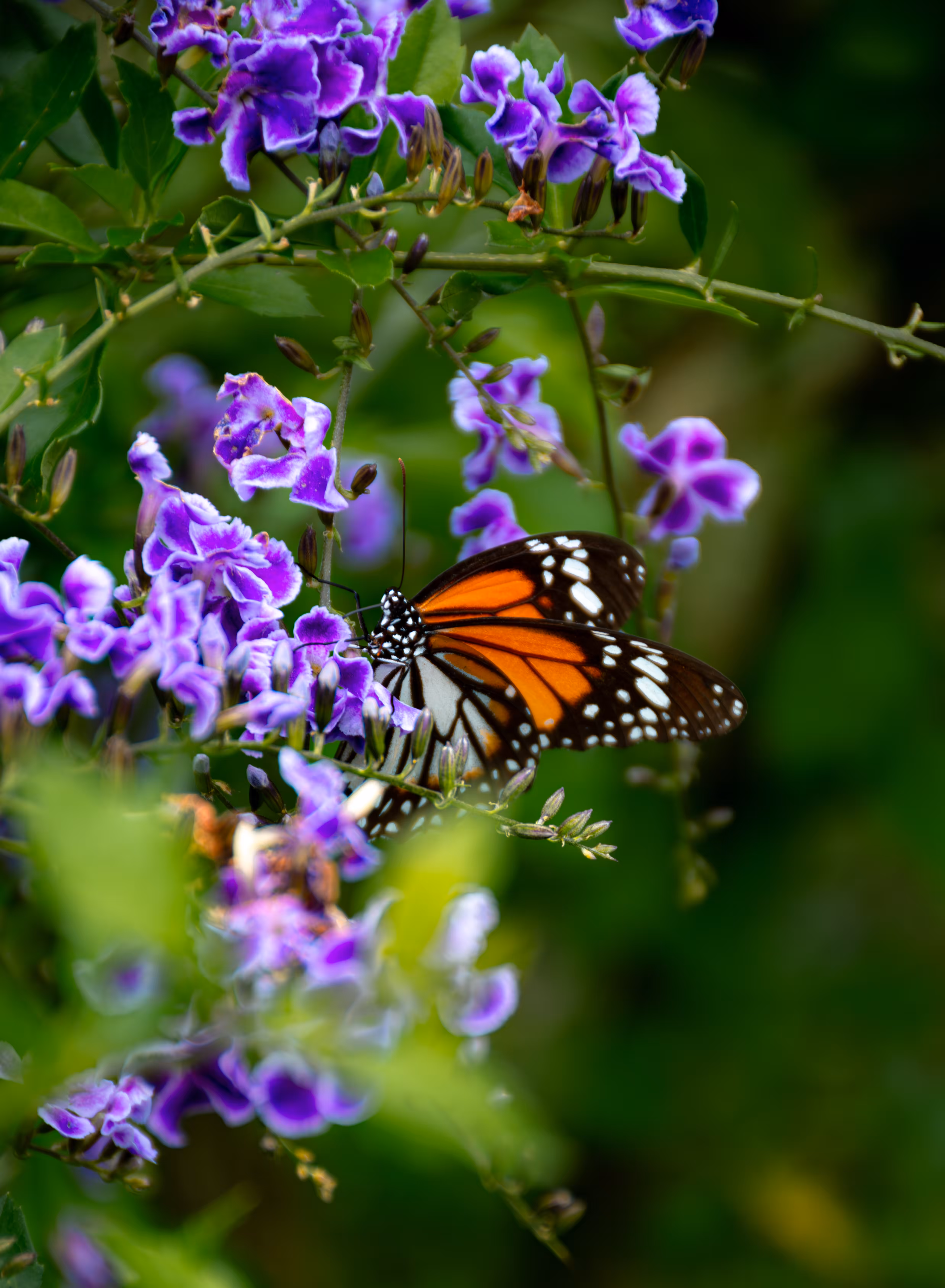 Common Tiger Butterfly