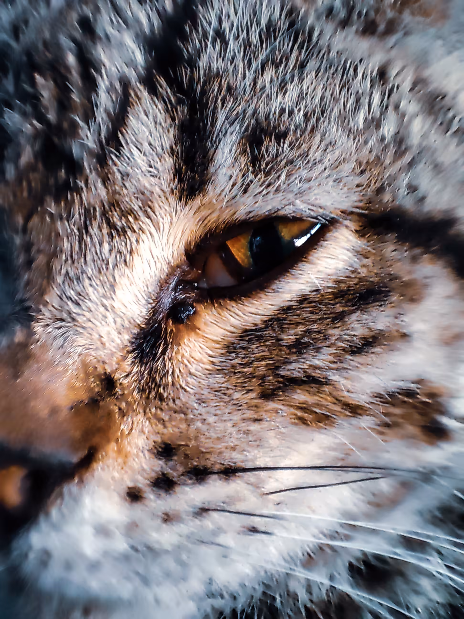 Forlorn