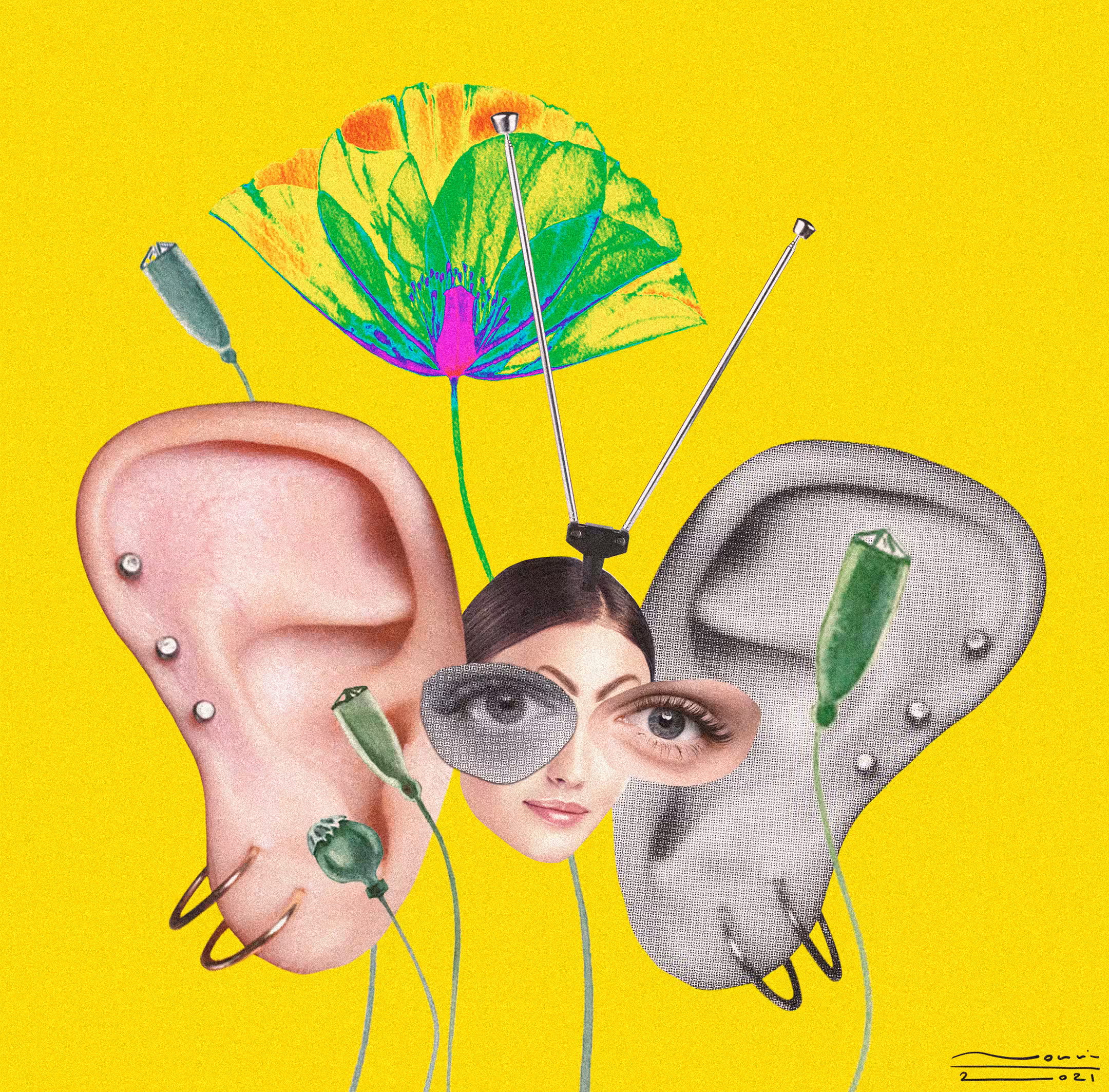 Butterflies