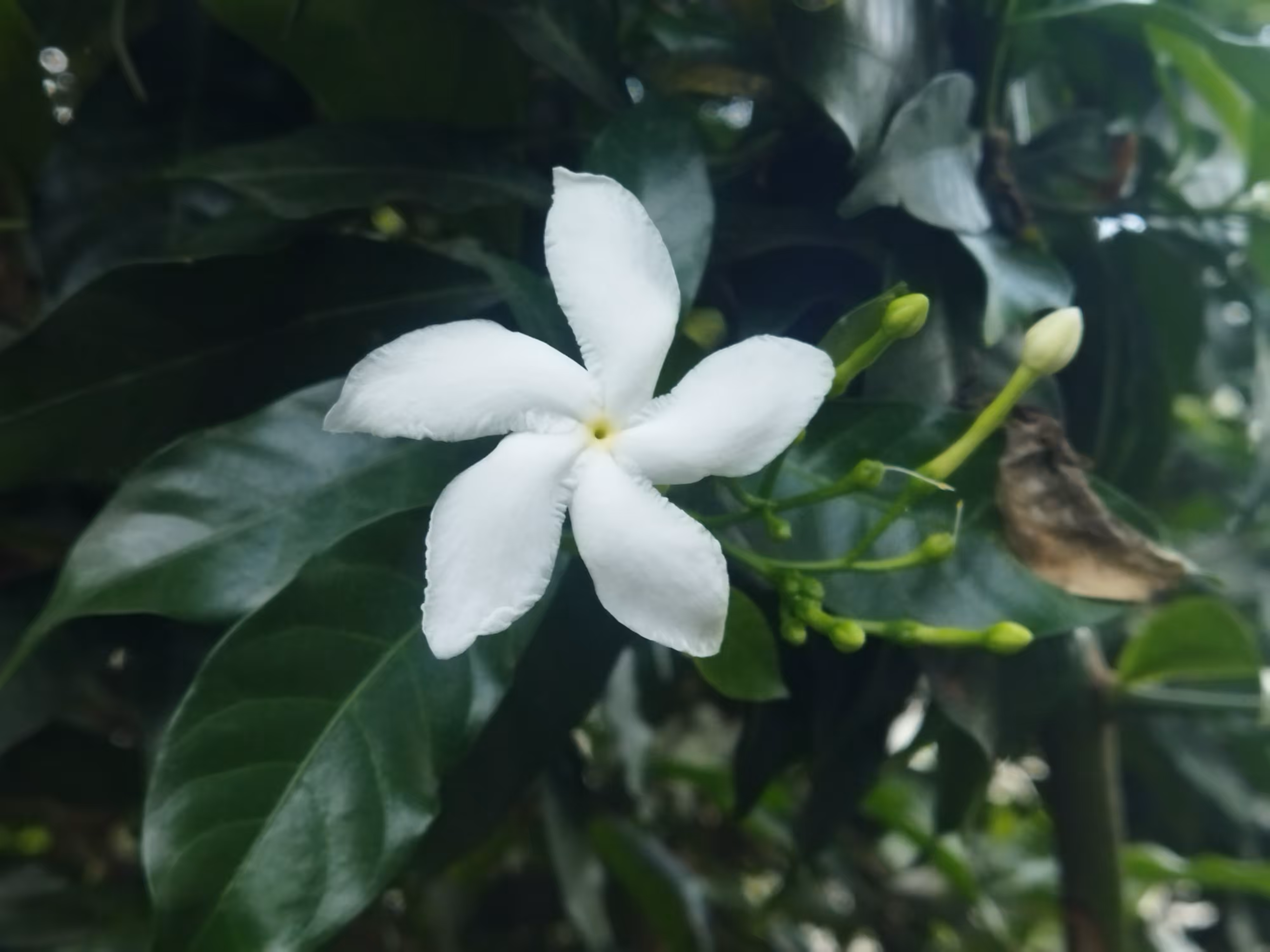 Pinwheel Flower - II 