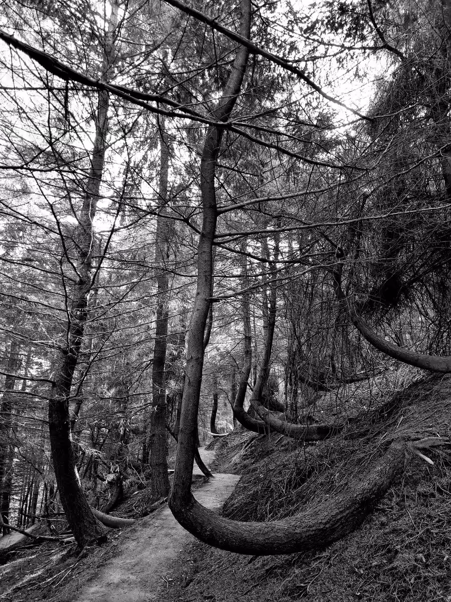 Forest trails.