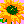 sunflower 01