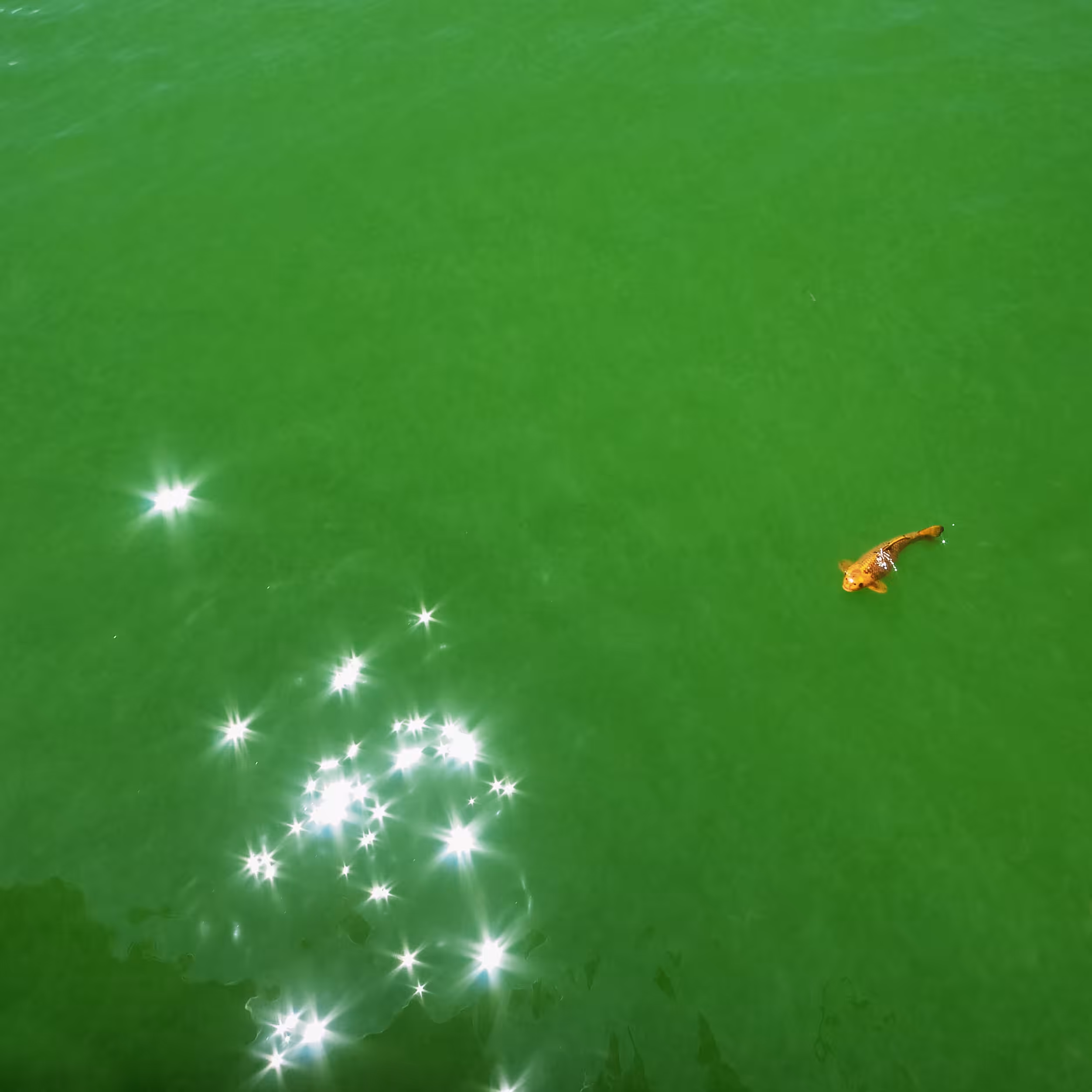 A Lone with Stars...