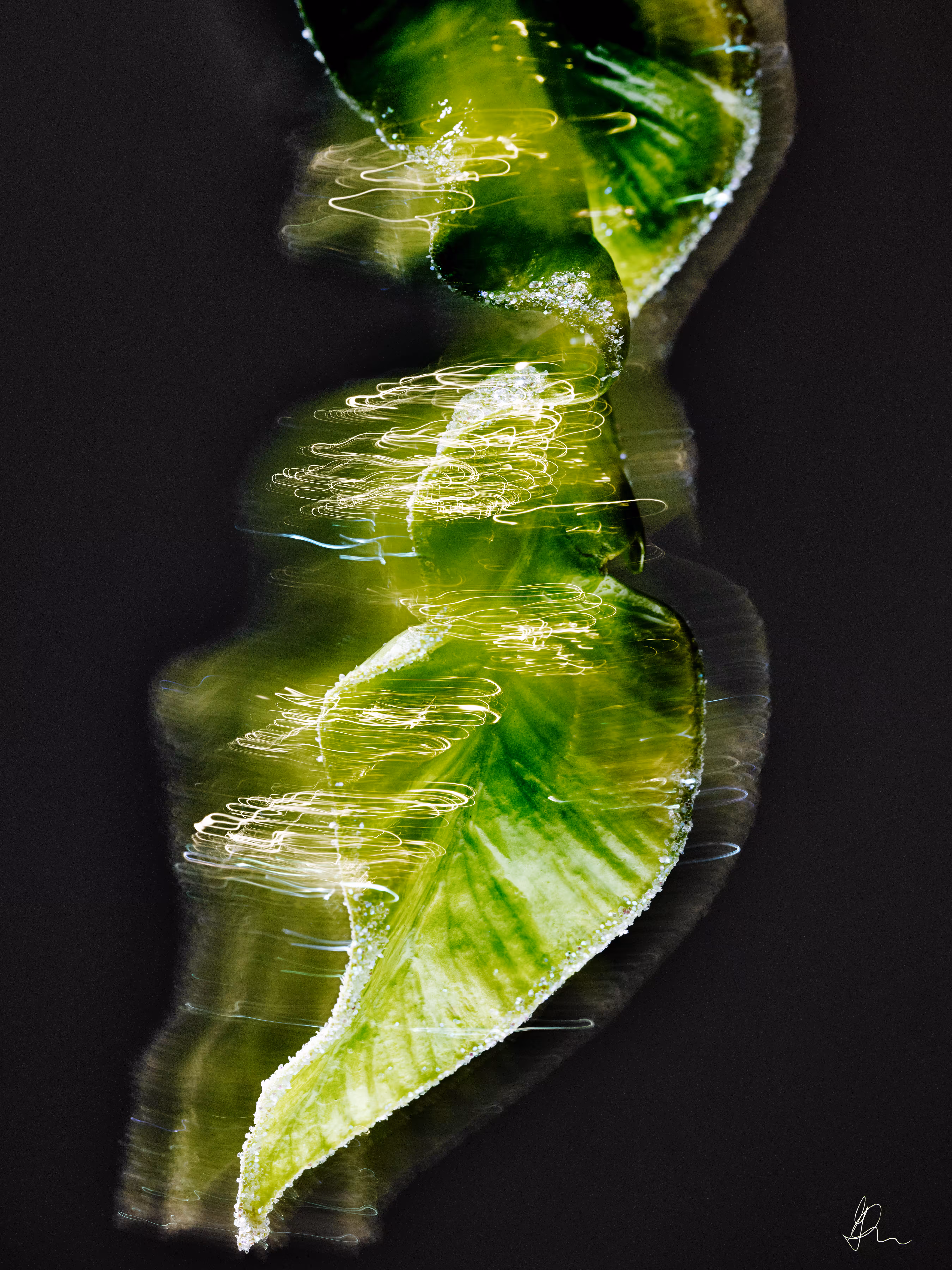 Electric Vital Leaf