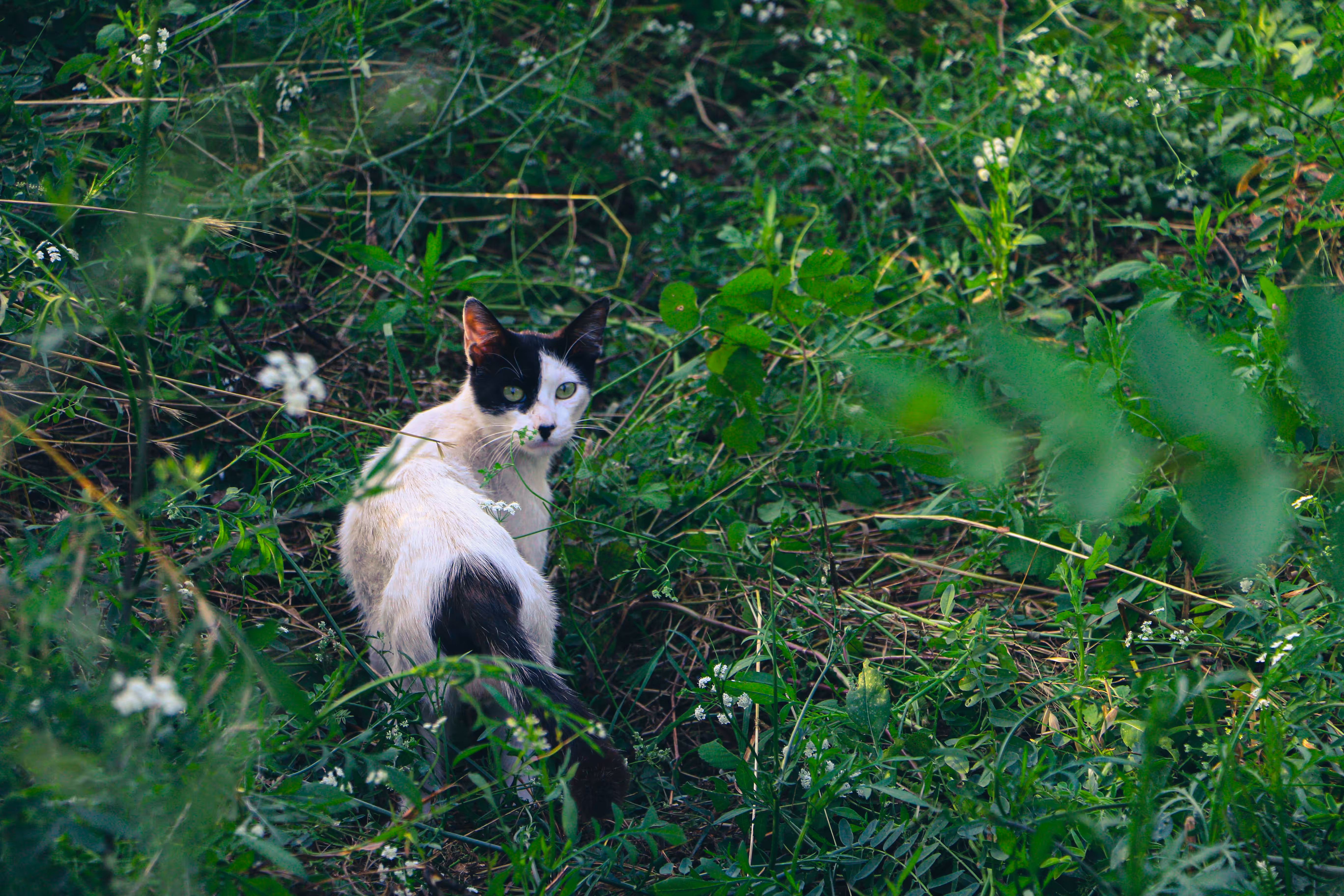 Portrait Of A Stray Cat