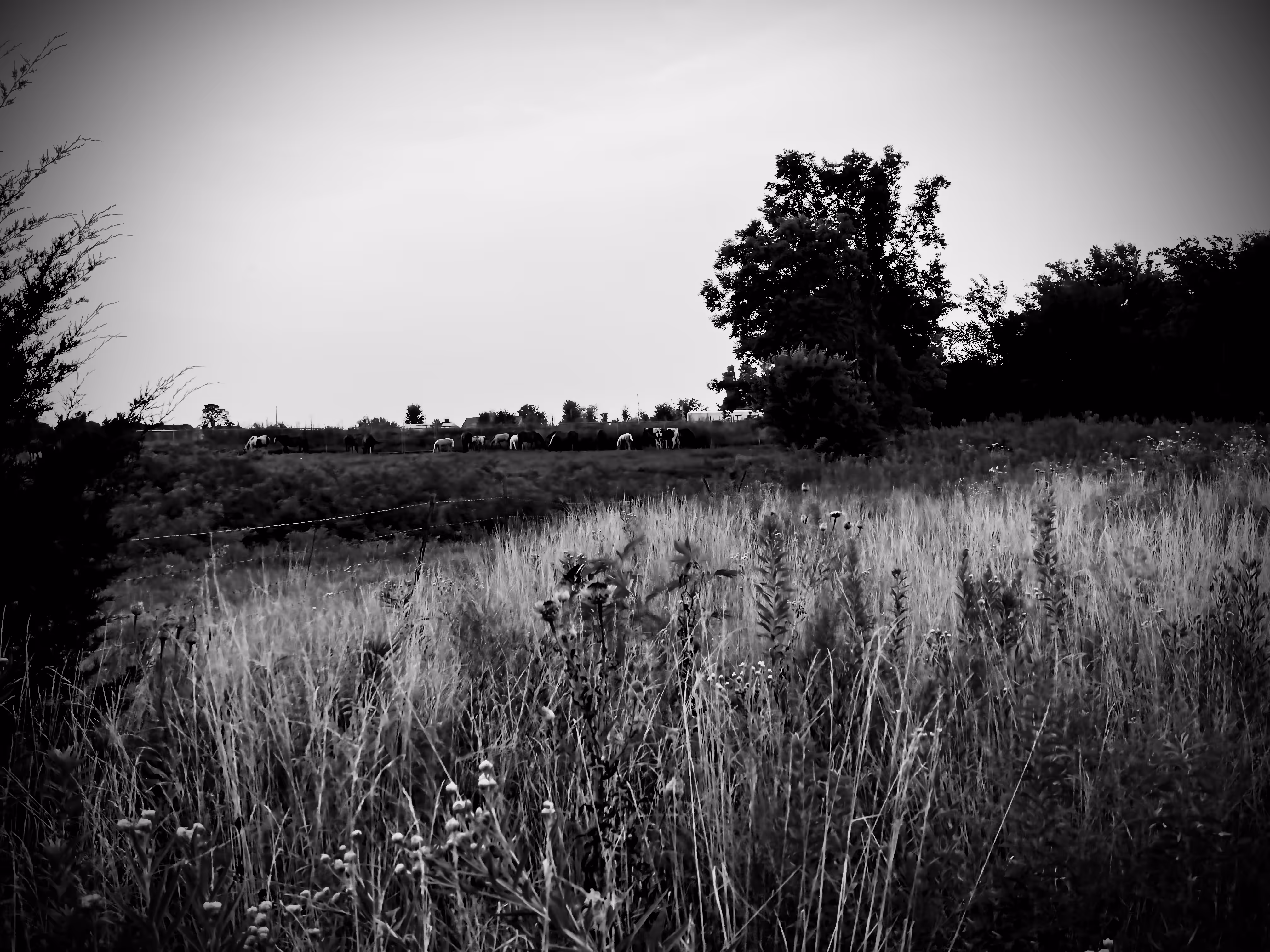 Pasture