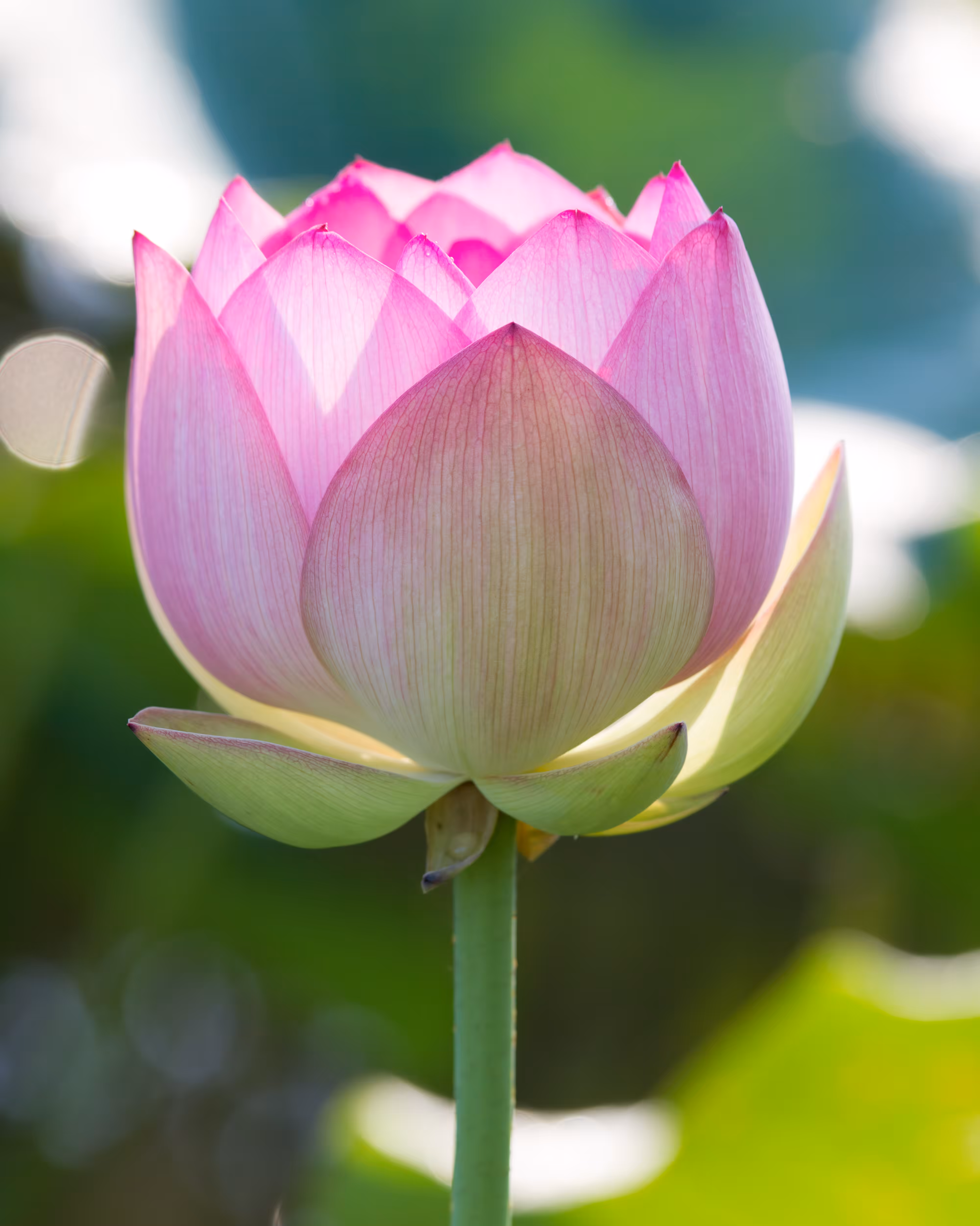 Lotus #2