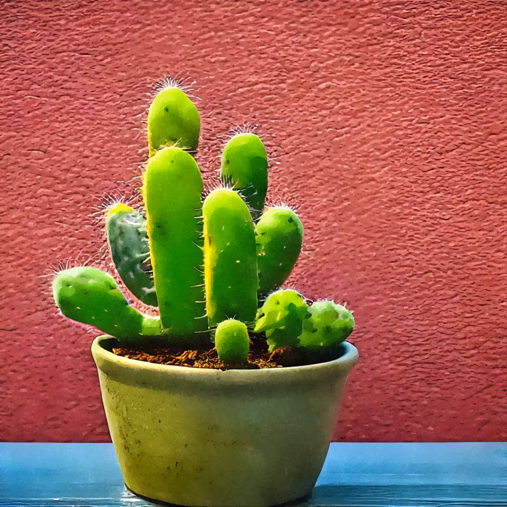 Cactus_pot #4
