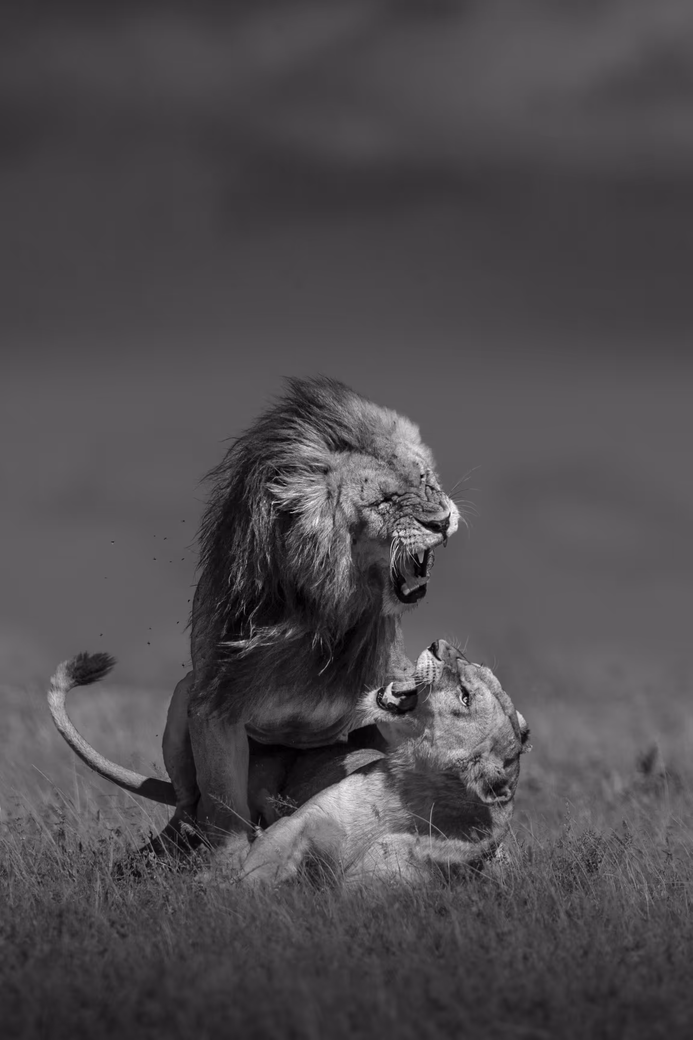 We are Wild And Free