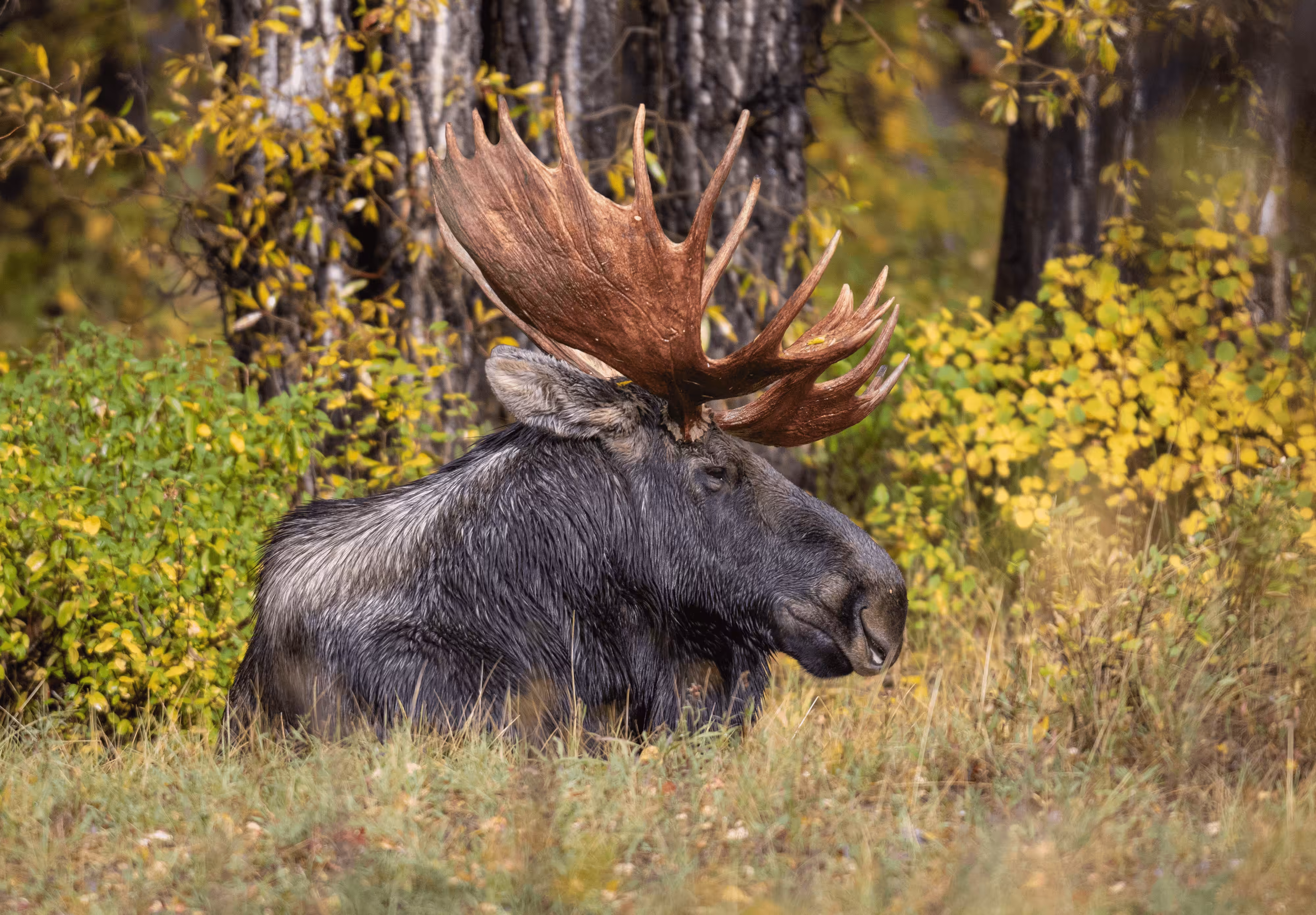King of the Tetons