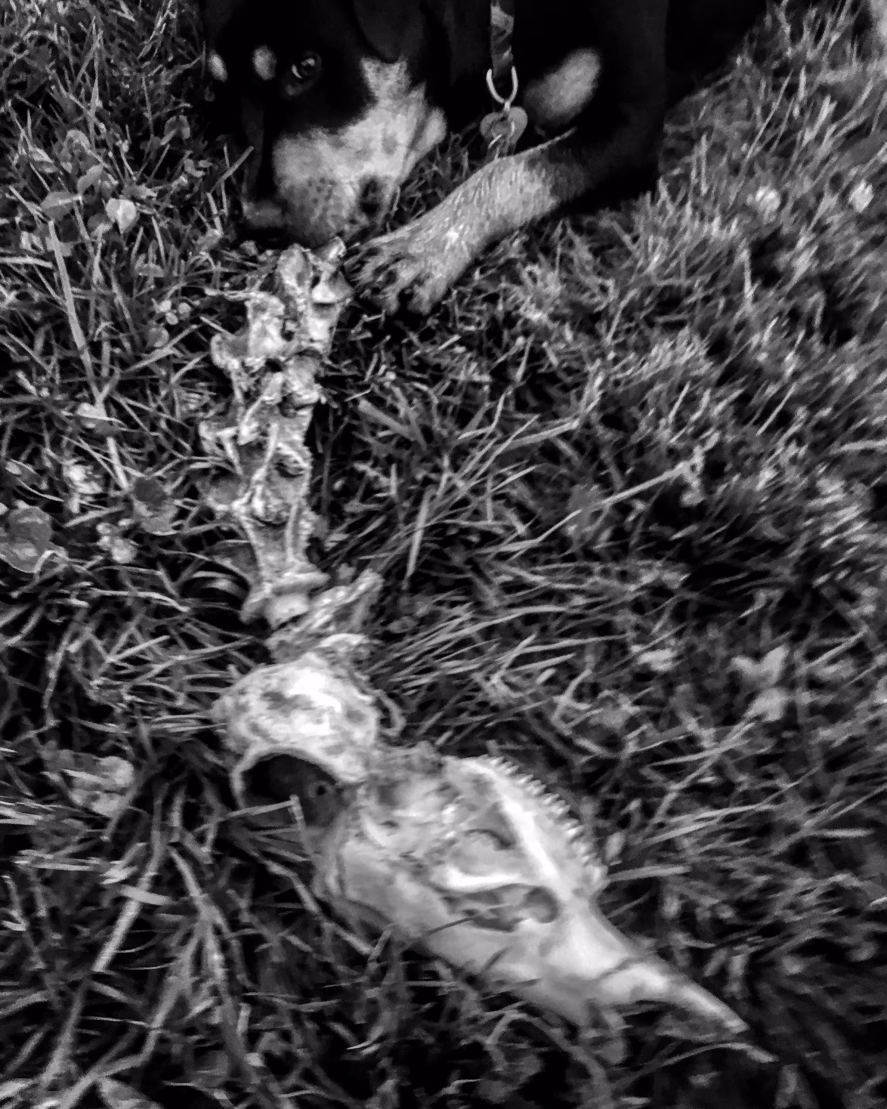 Rodeo posts: Bone Nectar