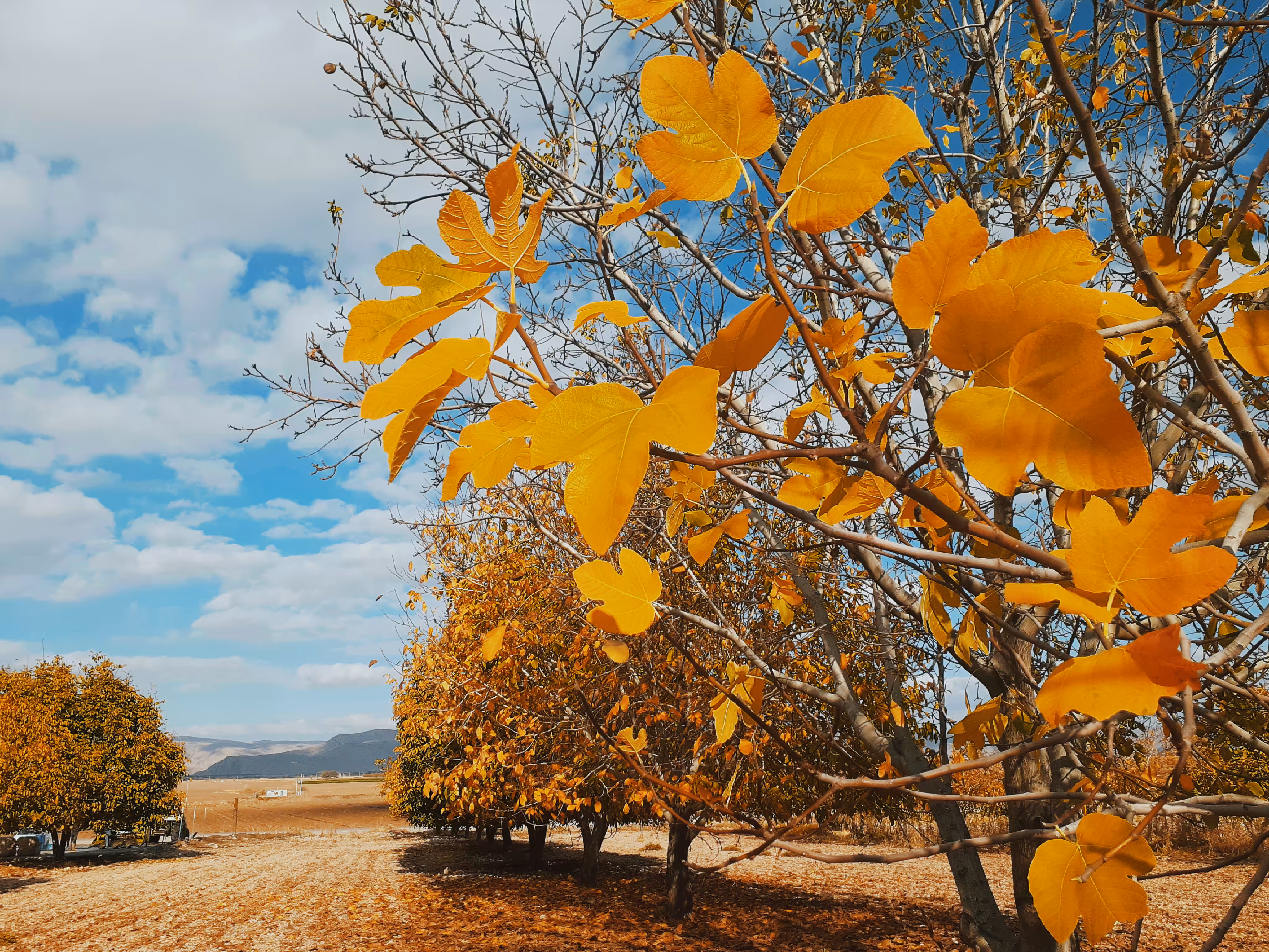 Autumn