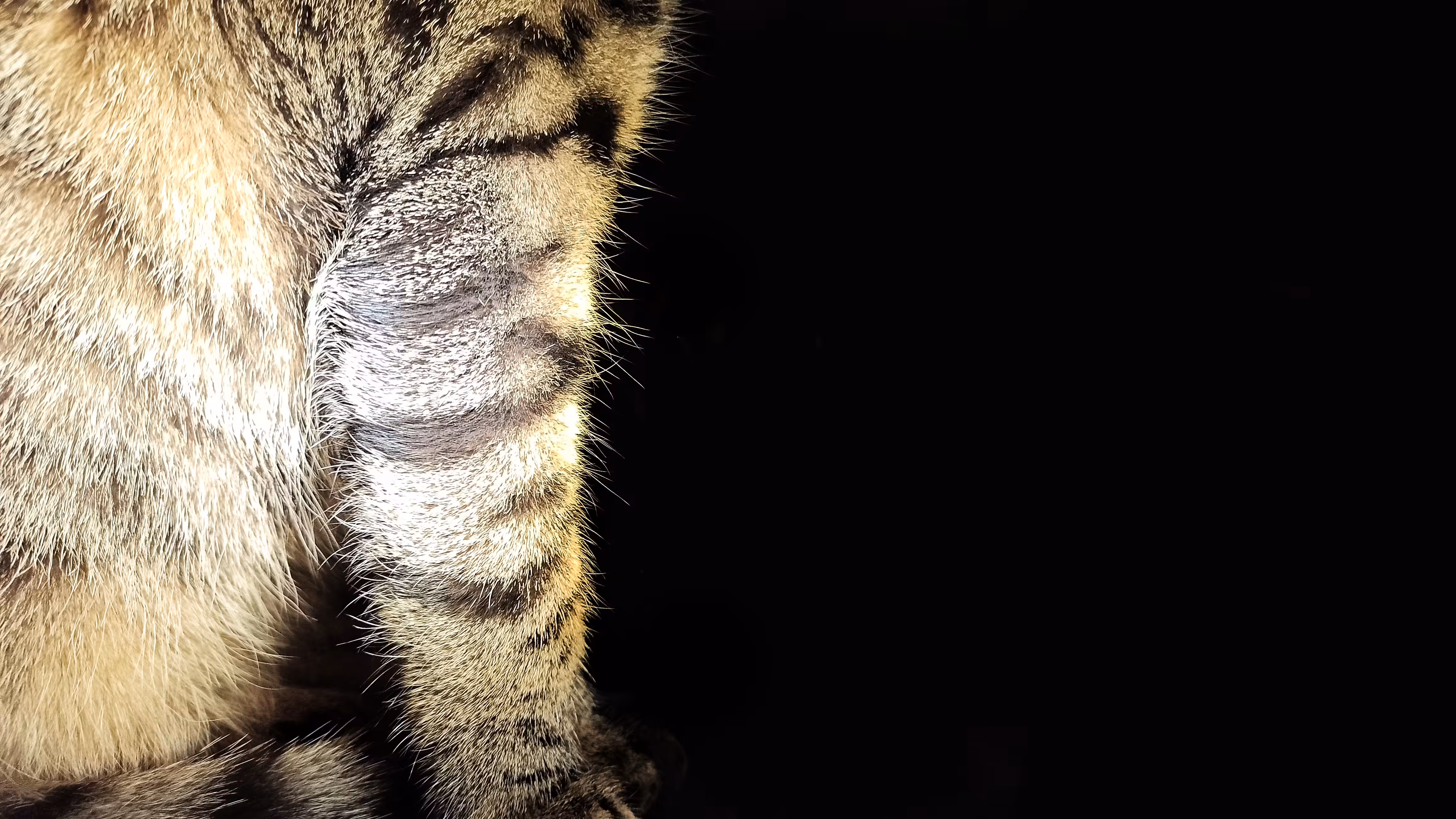 photography : Steps of a lion
