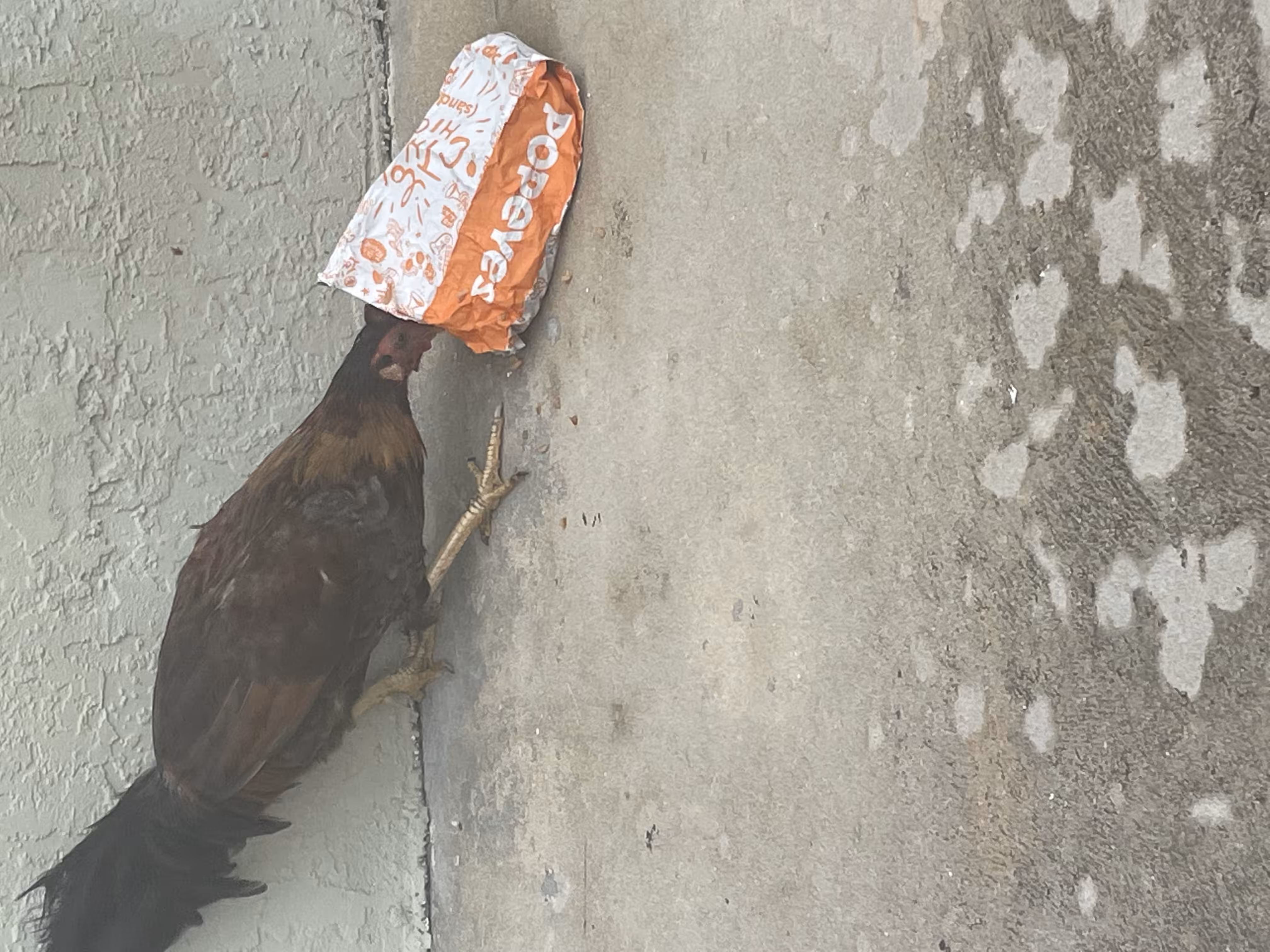 web3 chicken