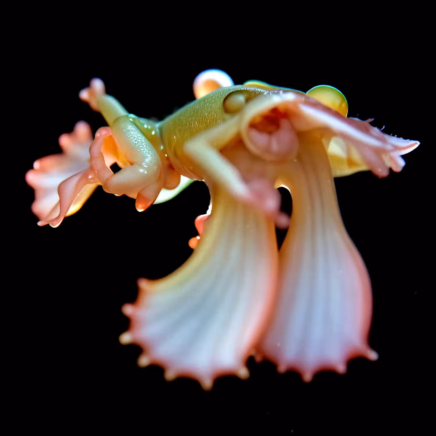Nymphae Luminosa