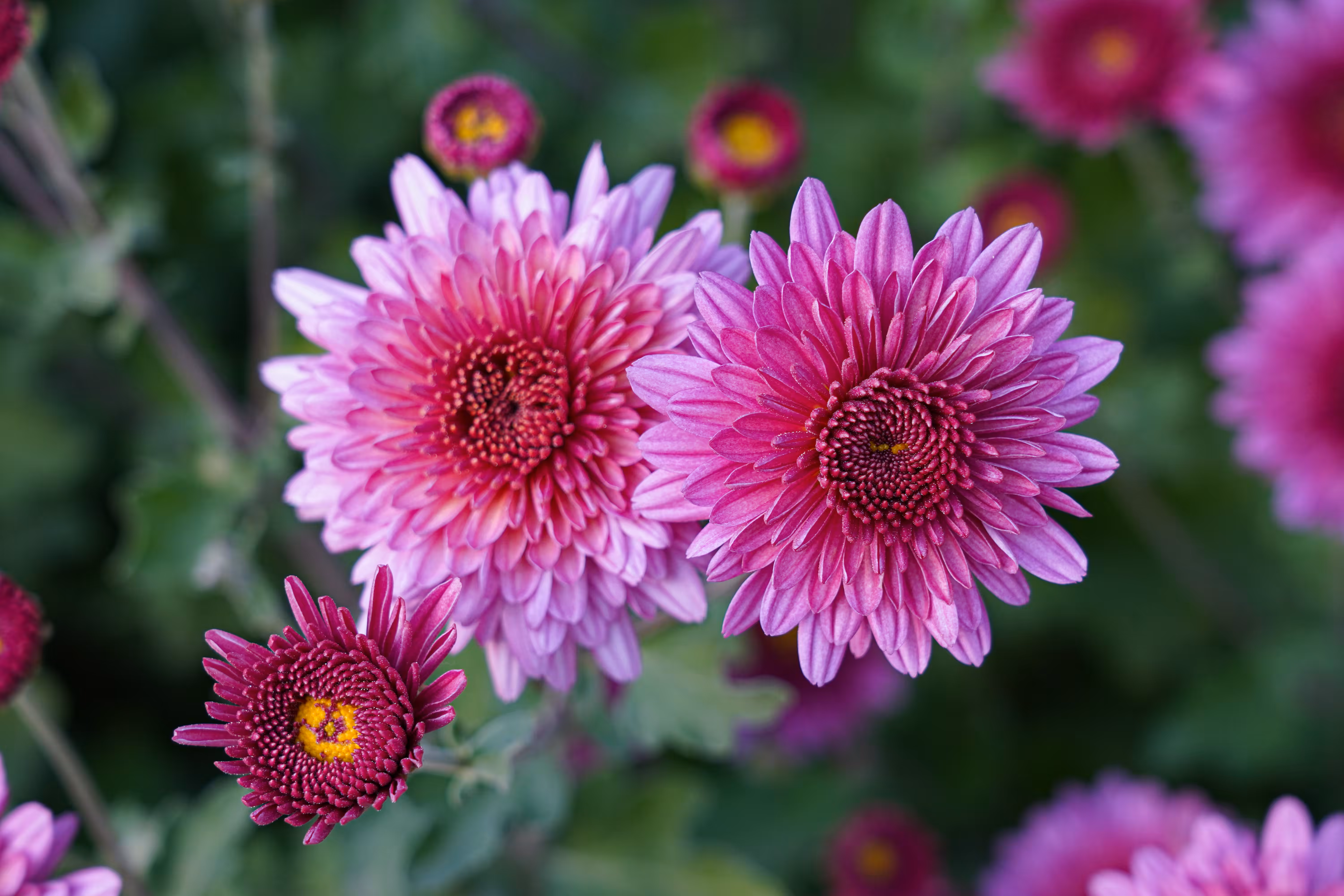 flowers: The Secret of Autumn Blossoms