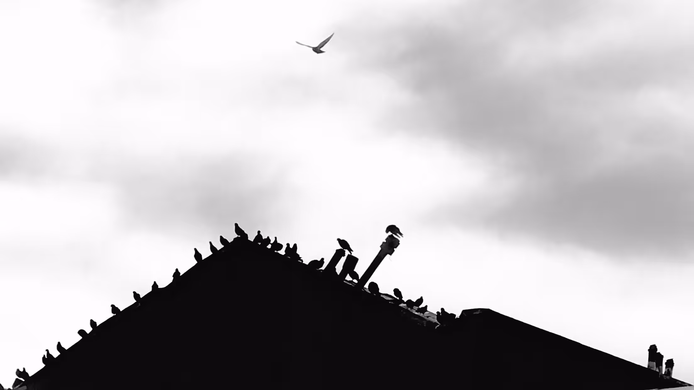 Birds 