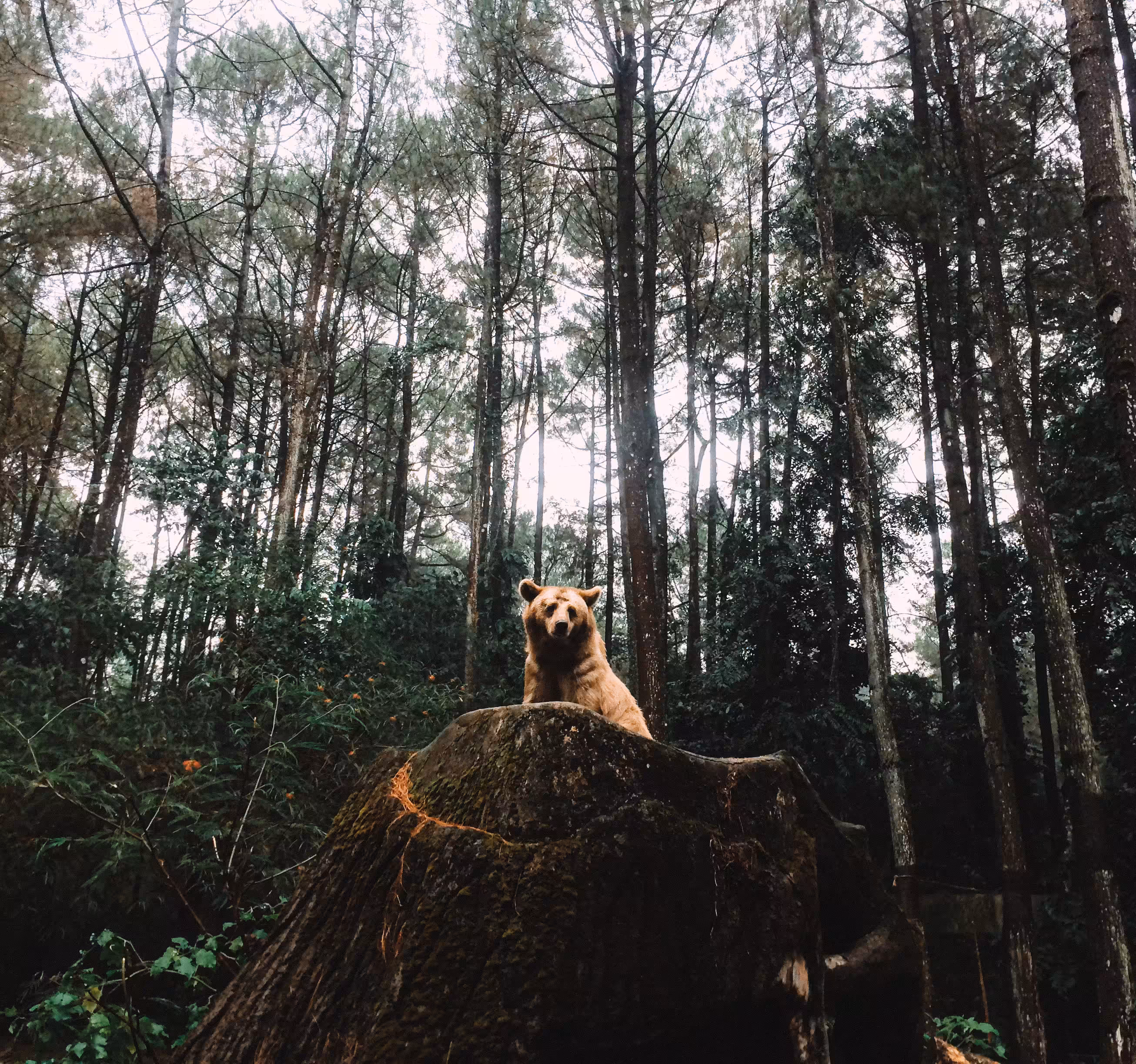 Brown Bear