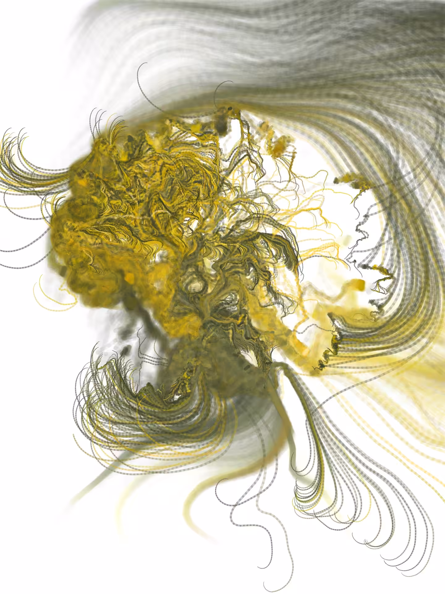 Radicularia 01