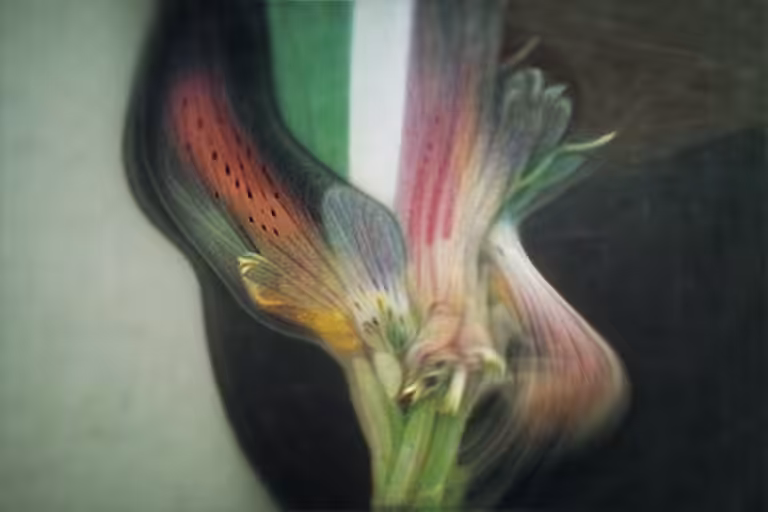 Alstroemeria