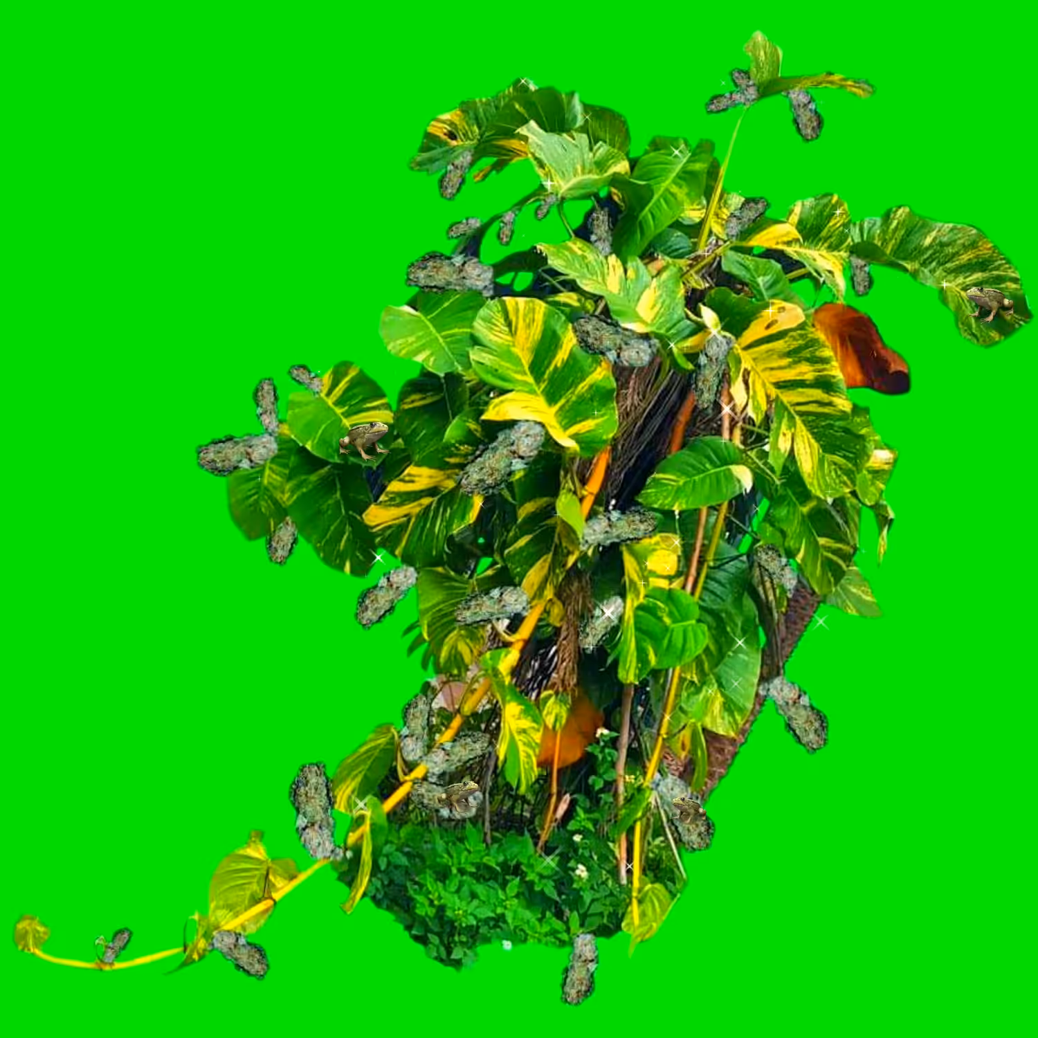 Last Bush Standing