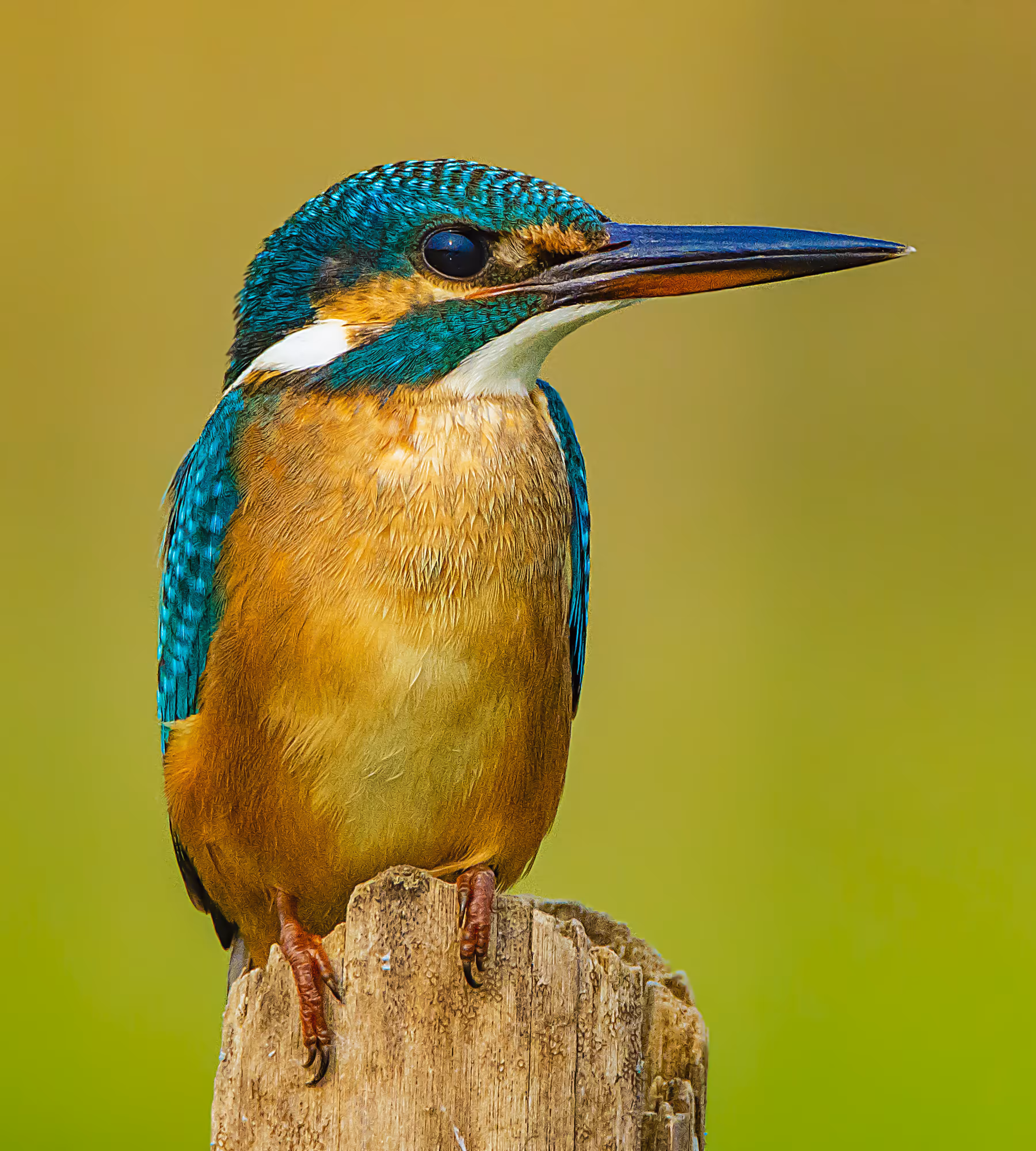 Common Kingfisher