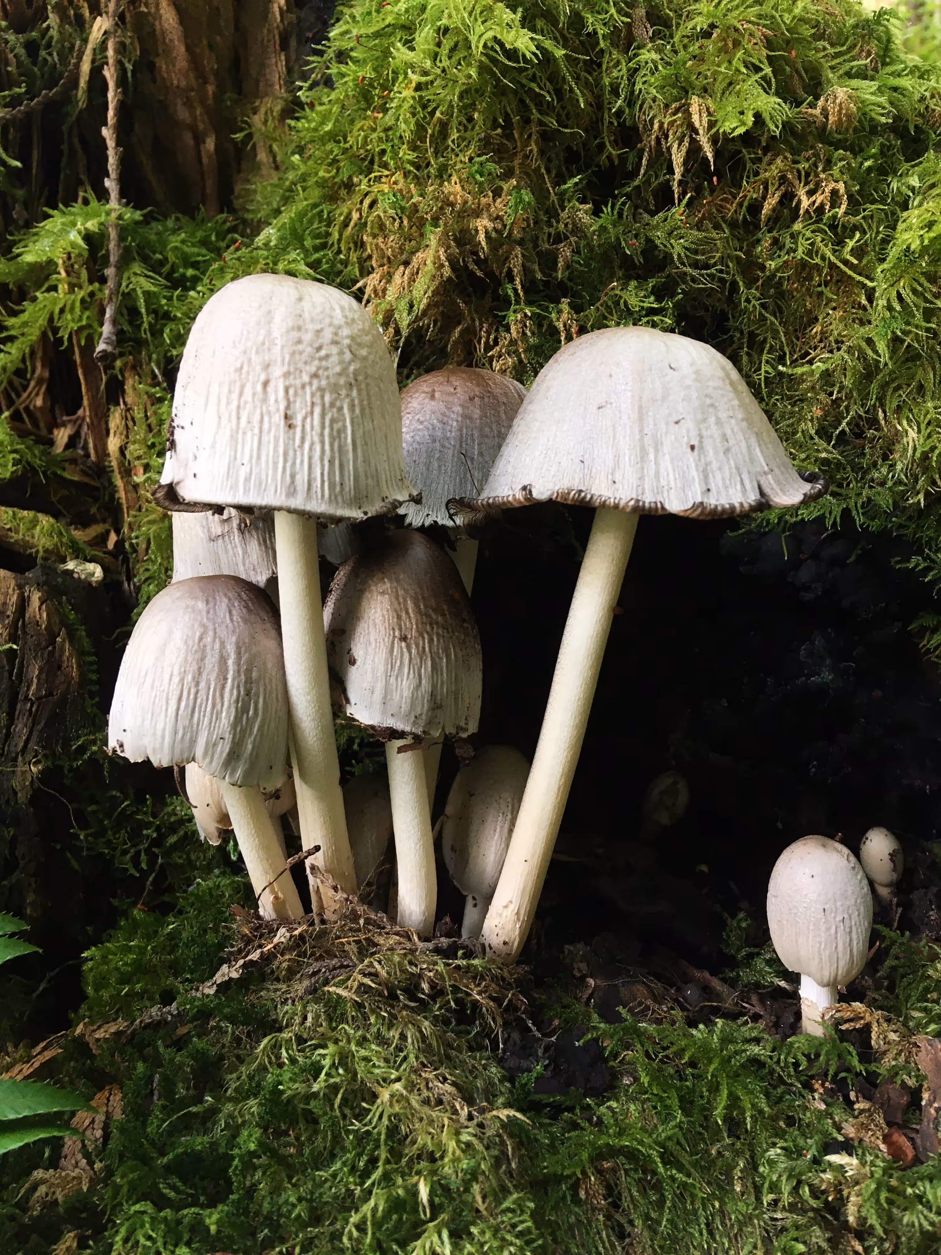 The Mushroom Family