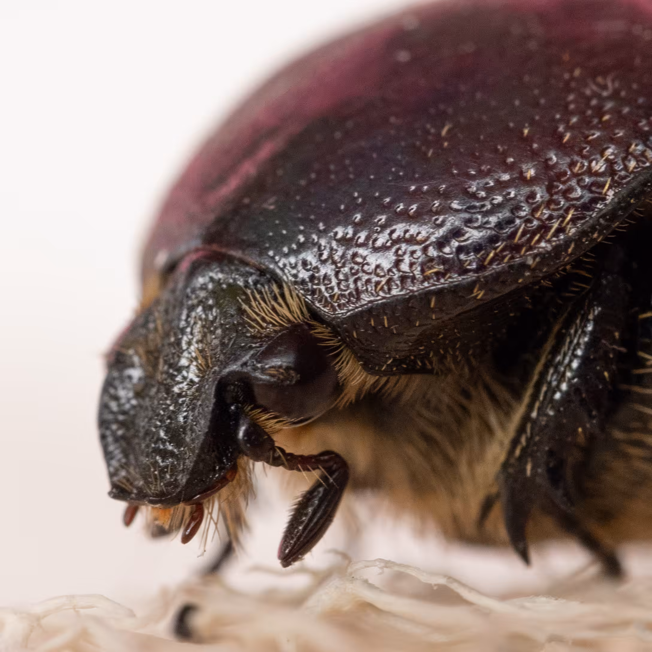 Beetle 2