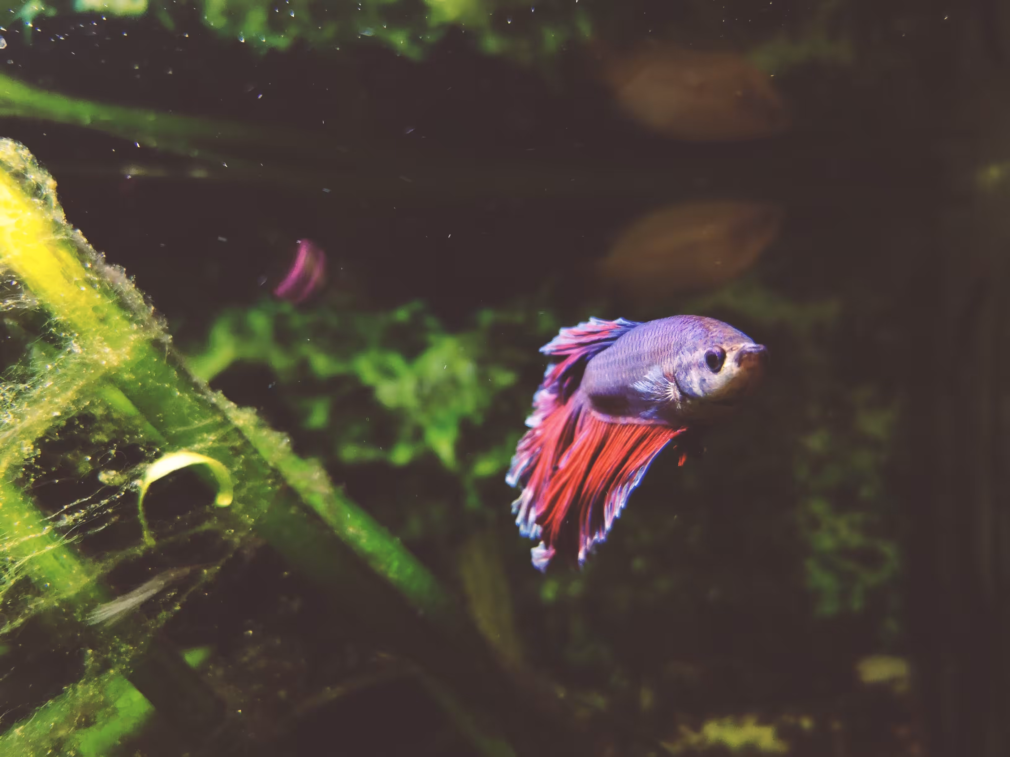 Siamese Fighting Fish
