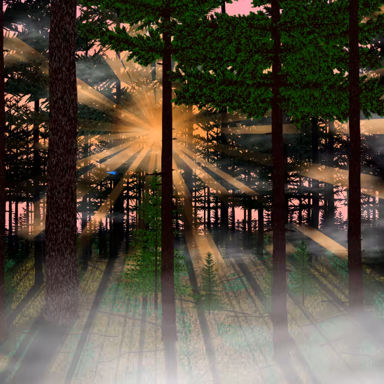 Forest Sunrise #43