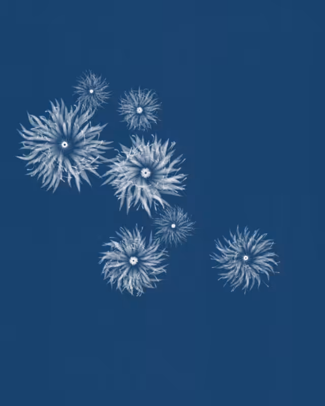 Cyanotypes #204