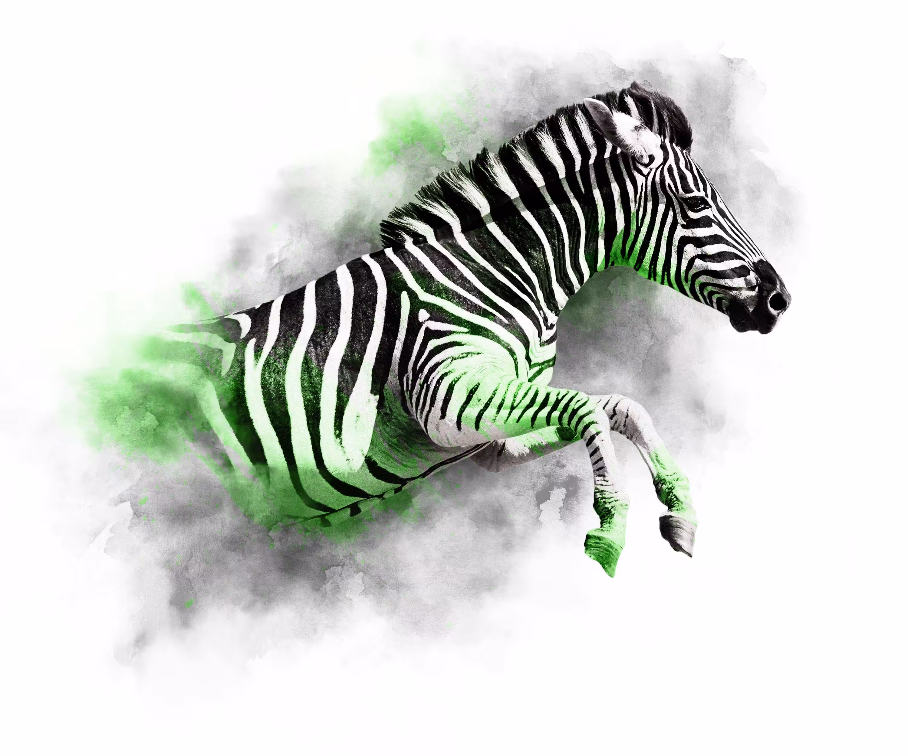 The Animal Kingdom Collection: LIME SERIES - ZEBRA