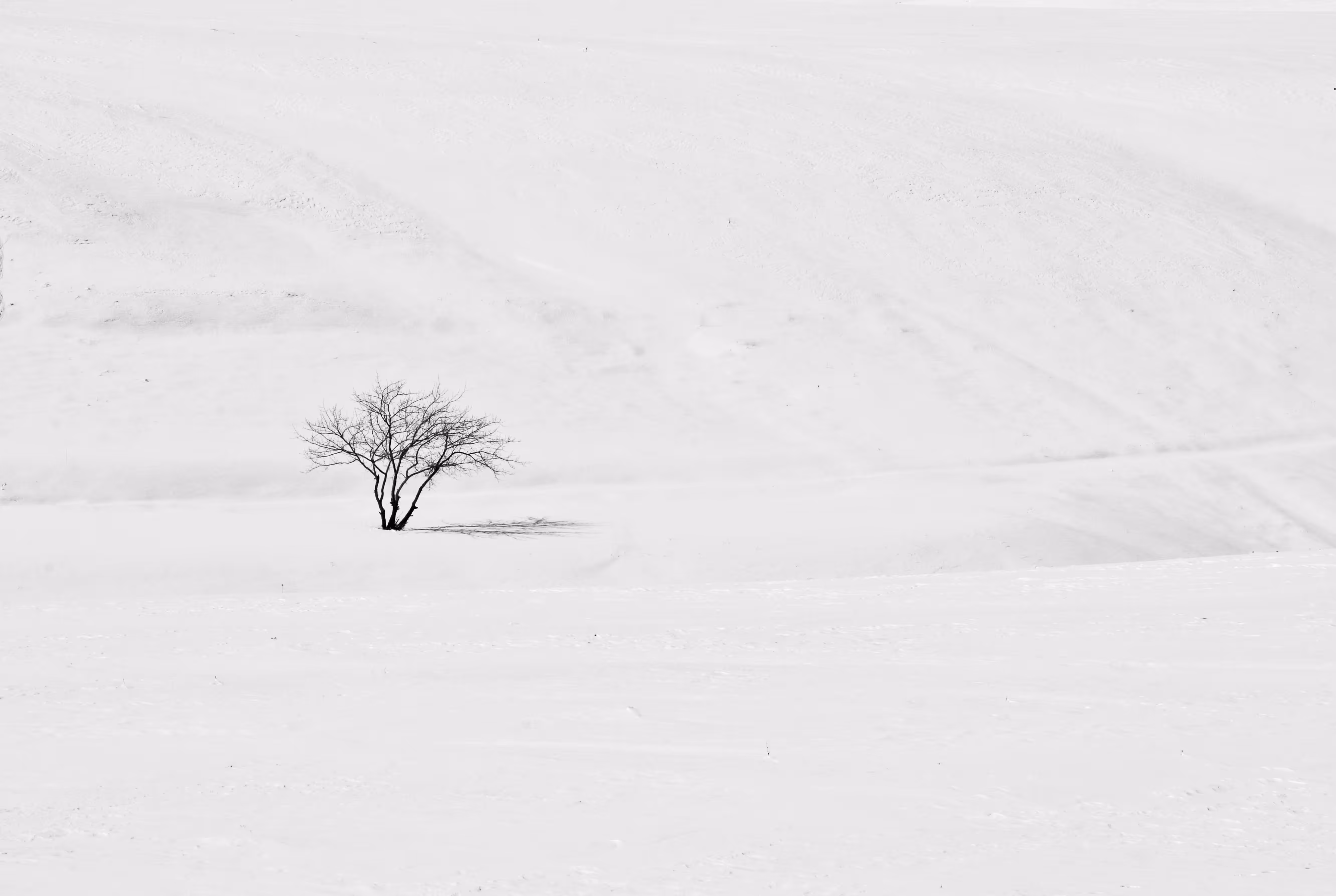 A tree in snow