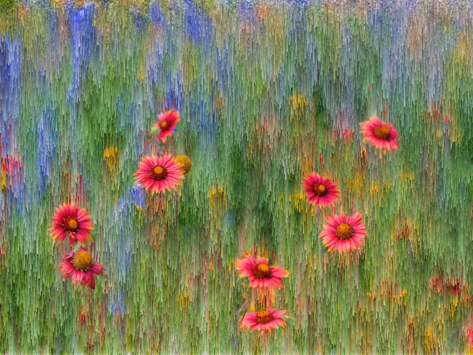 Wildflower Meadow