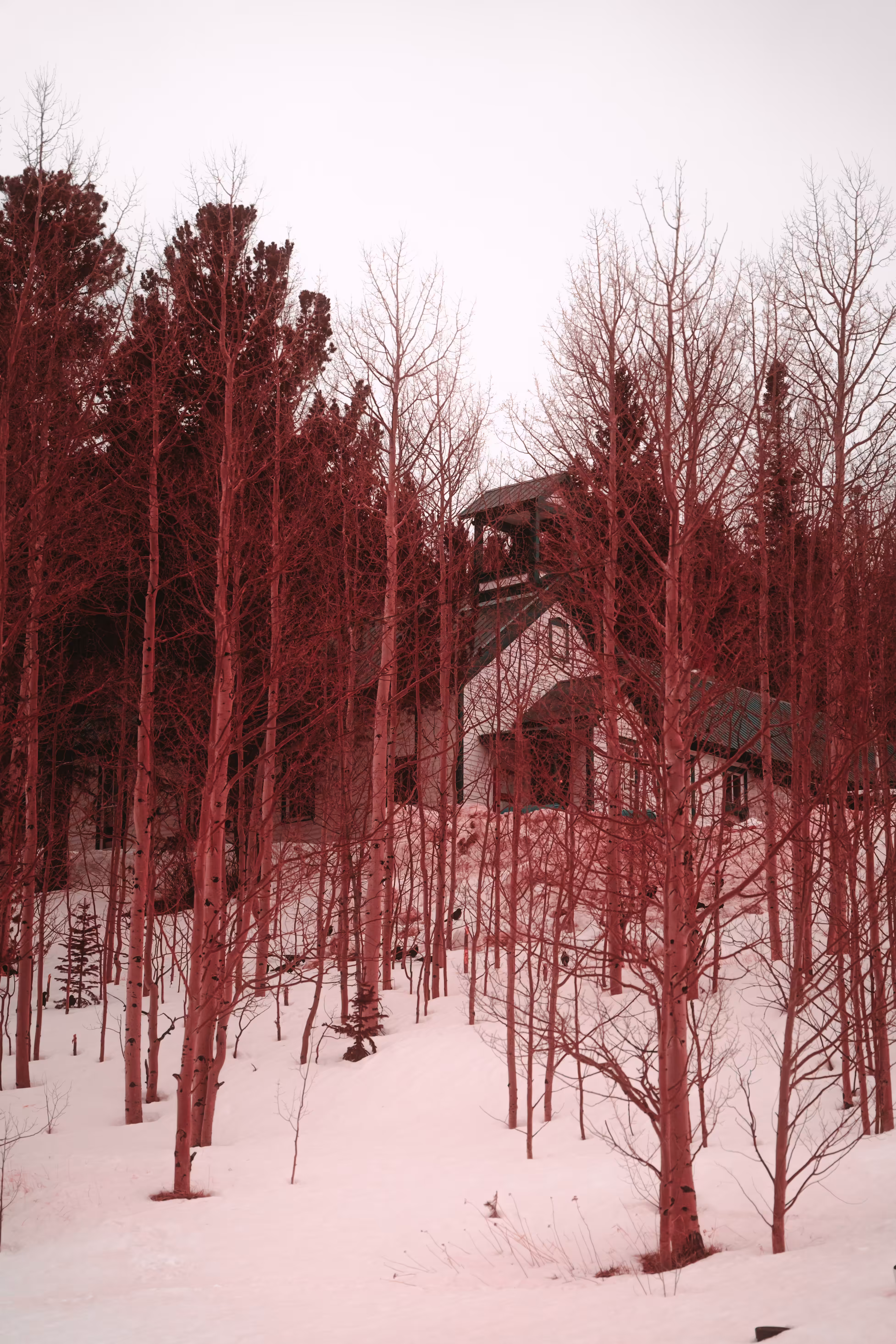 the crows speak