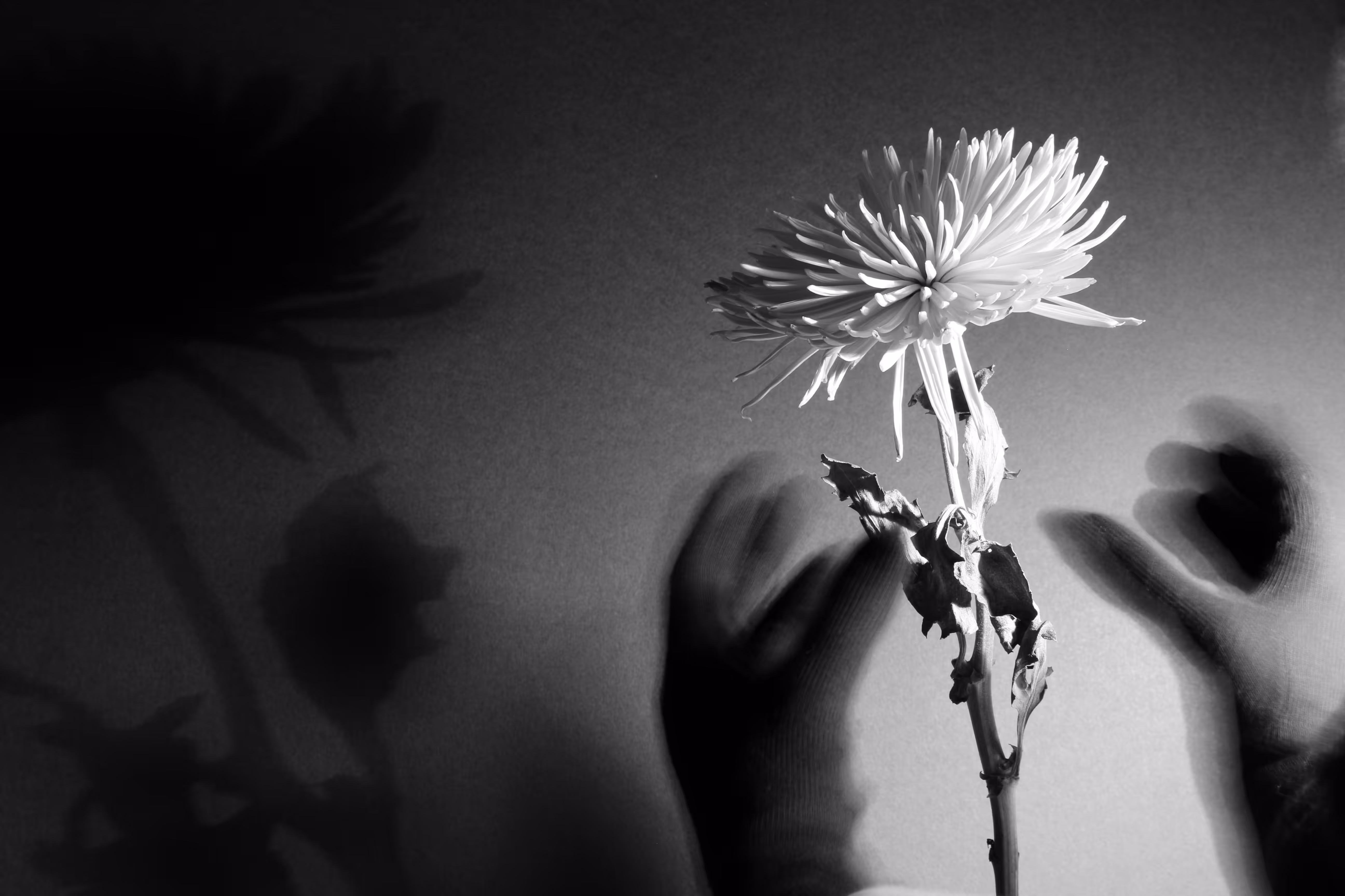 Flowers and Rhyms #3