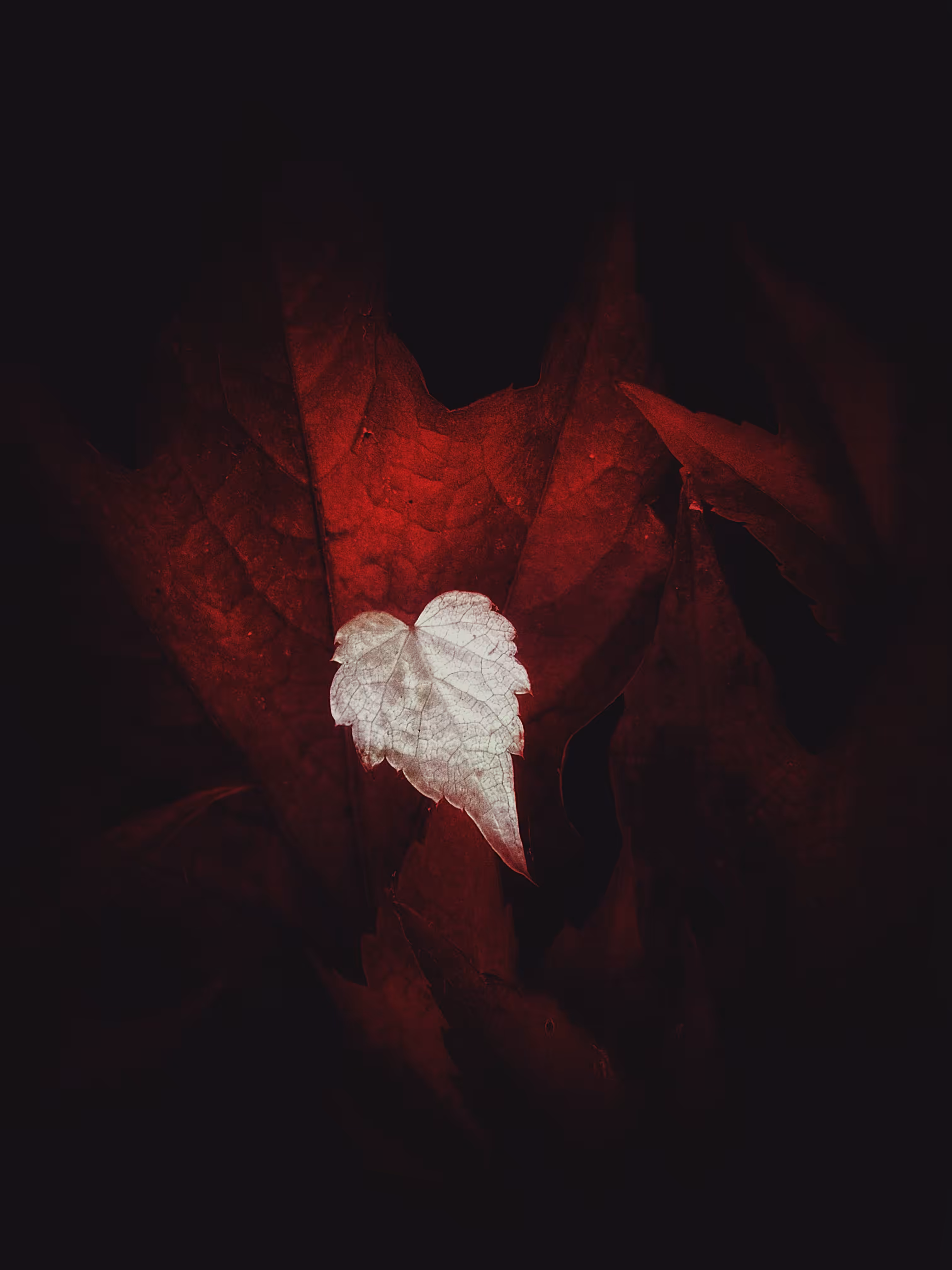 A Bloodless Heart