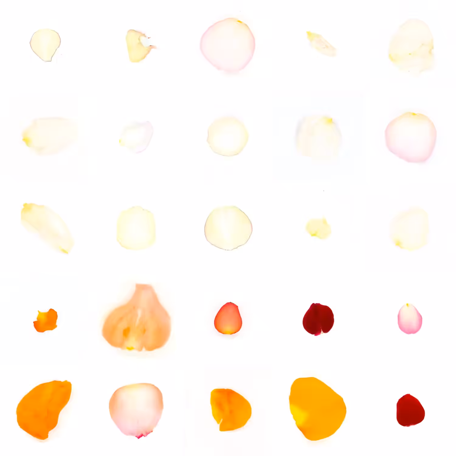 Infinite Petals 5x5#2109