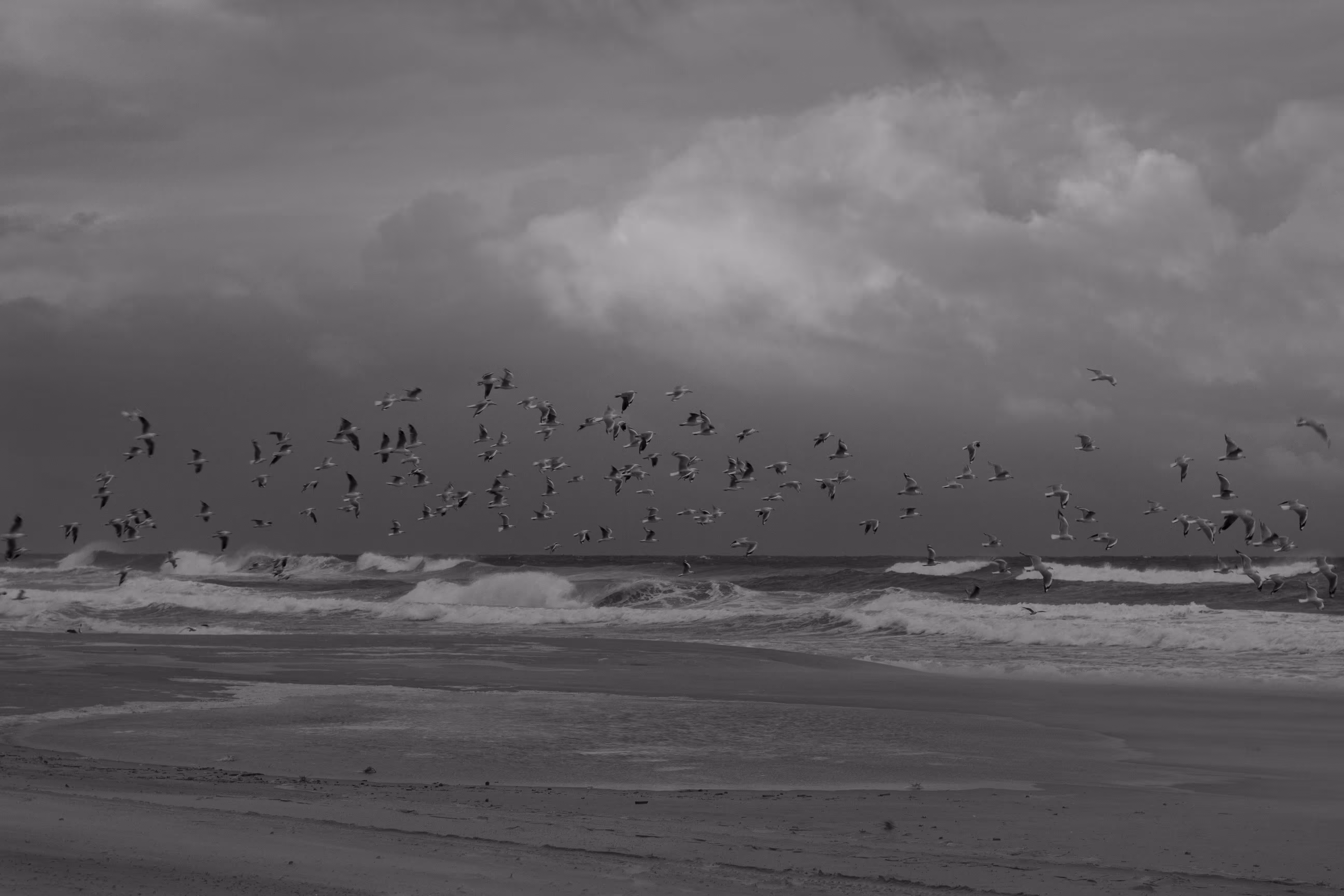 The march of seagulls