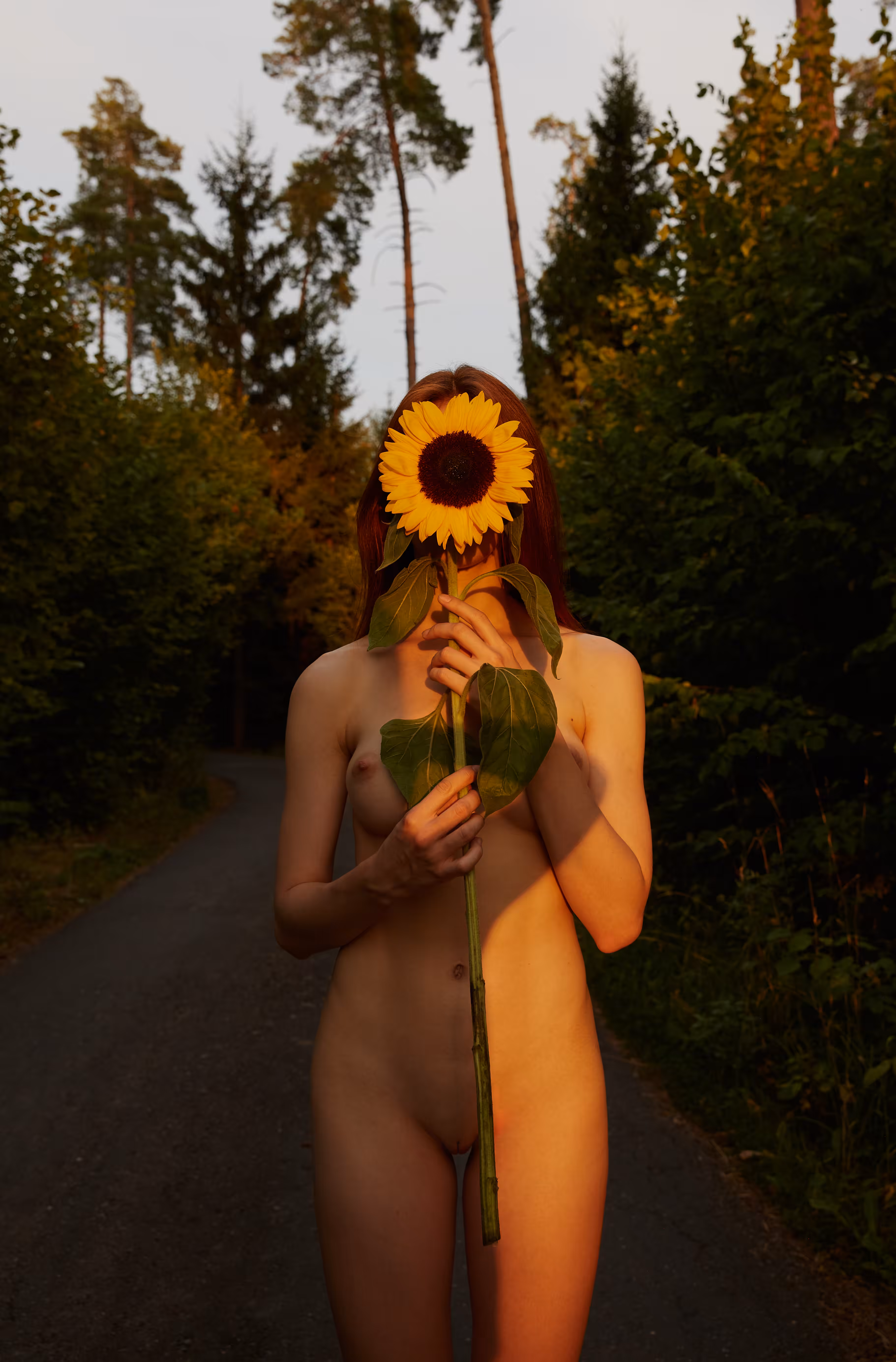 Sunflower #1