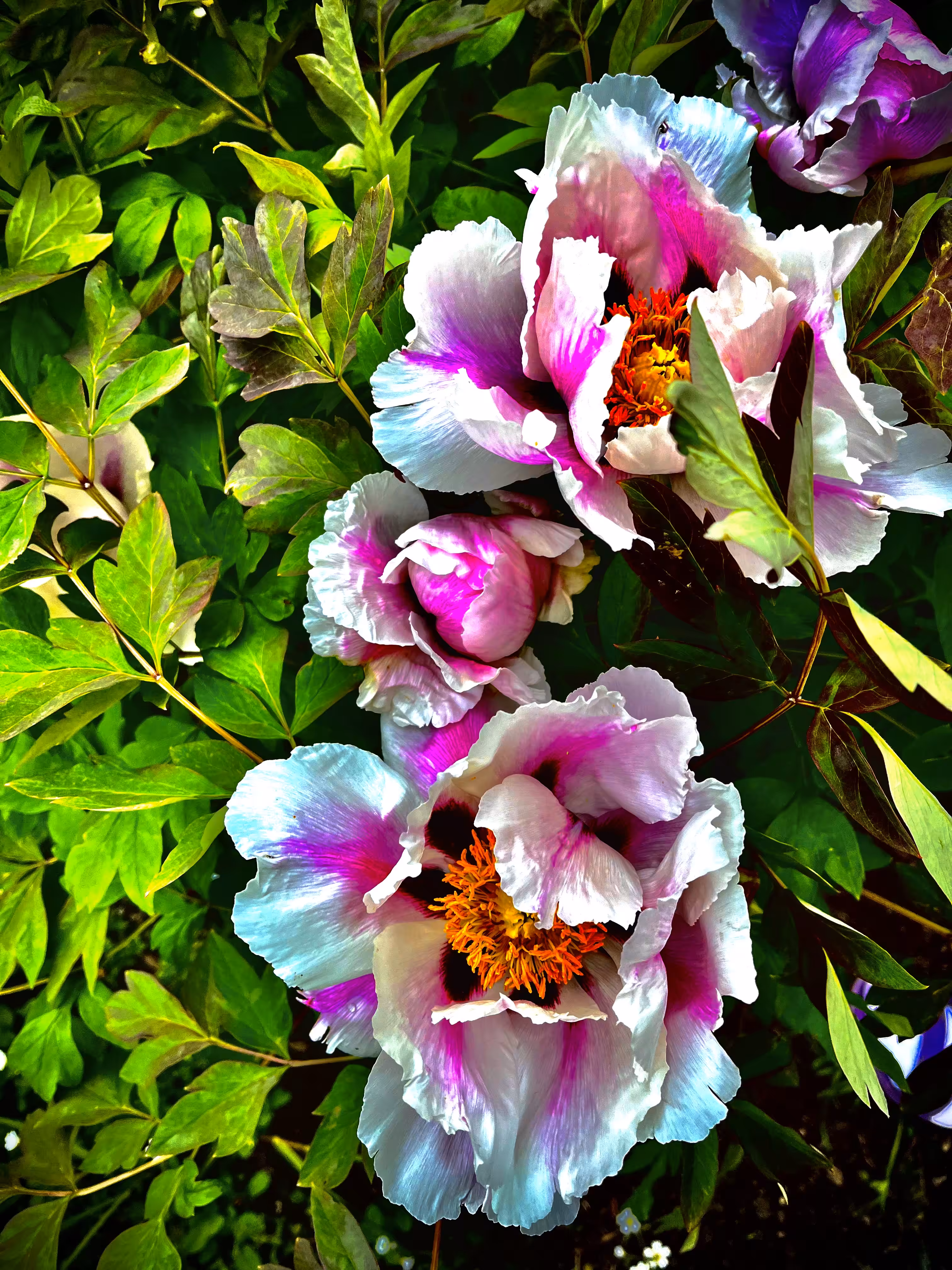 Photos : peonies