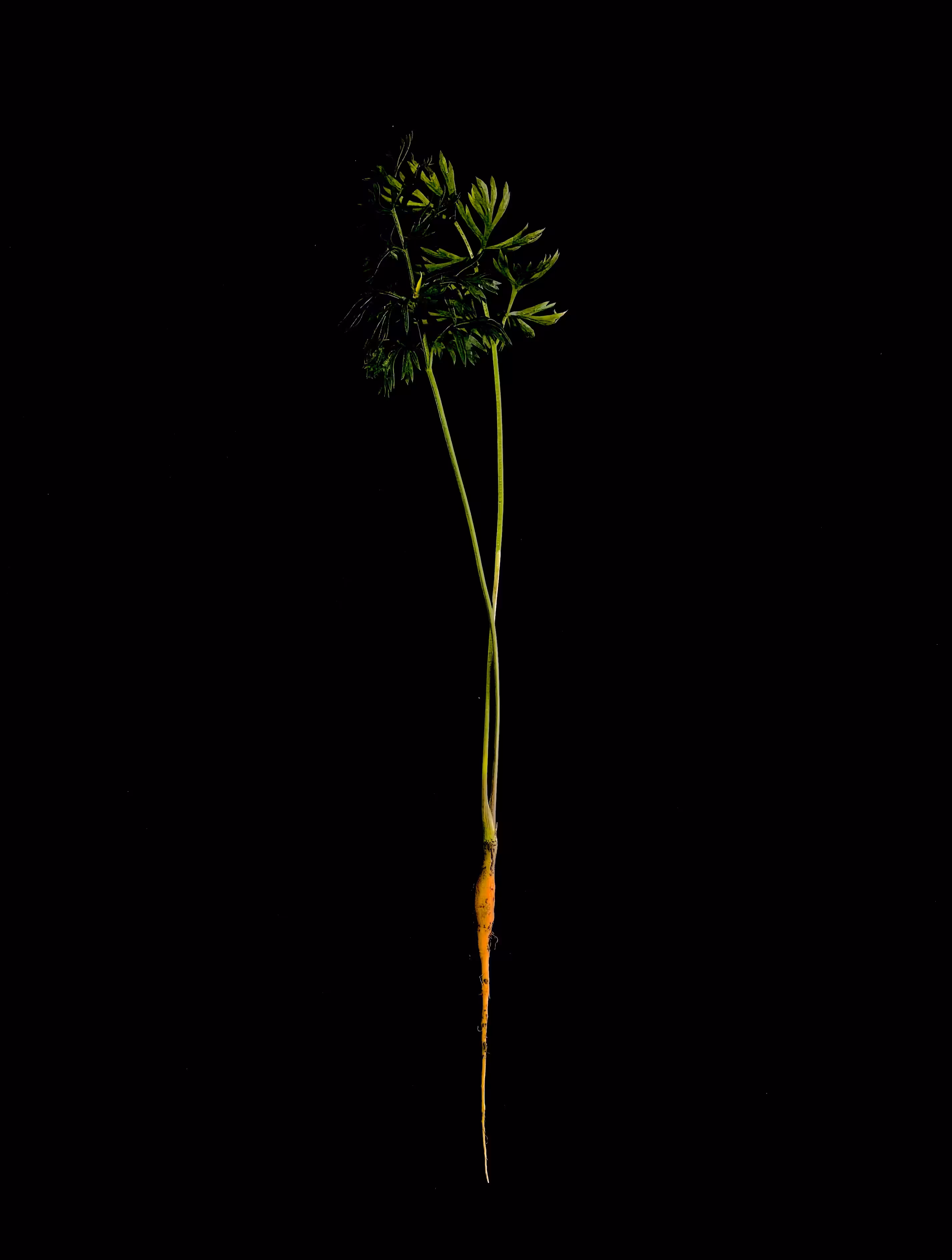 i n t o  t h e  d a r k - This year's harvest 