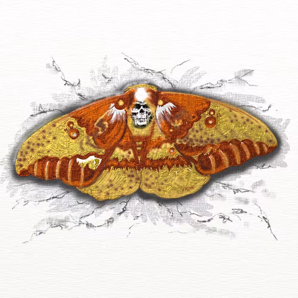 The Moth