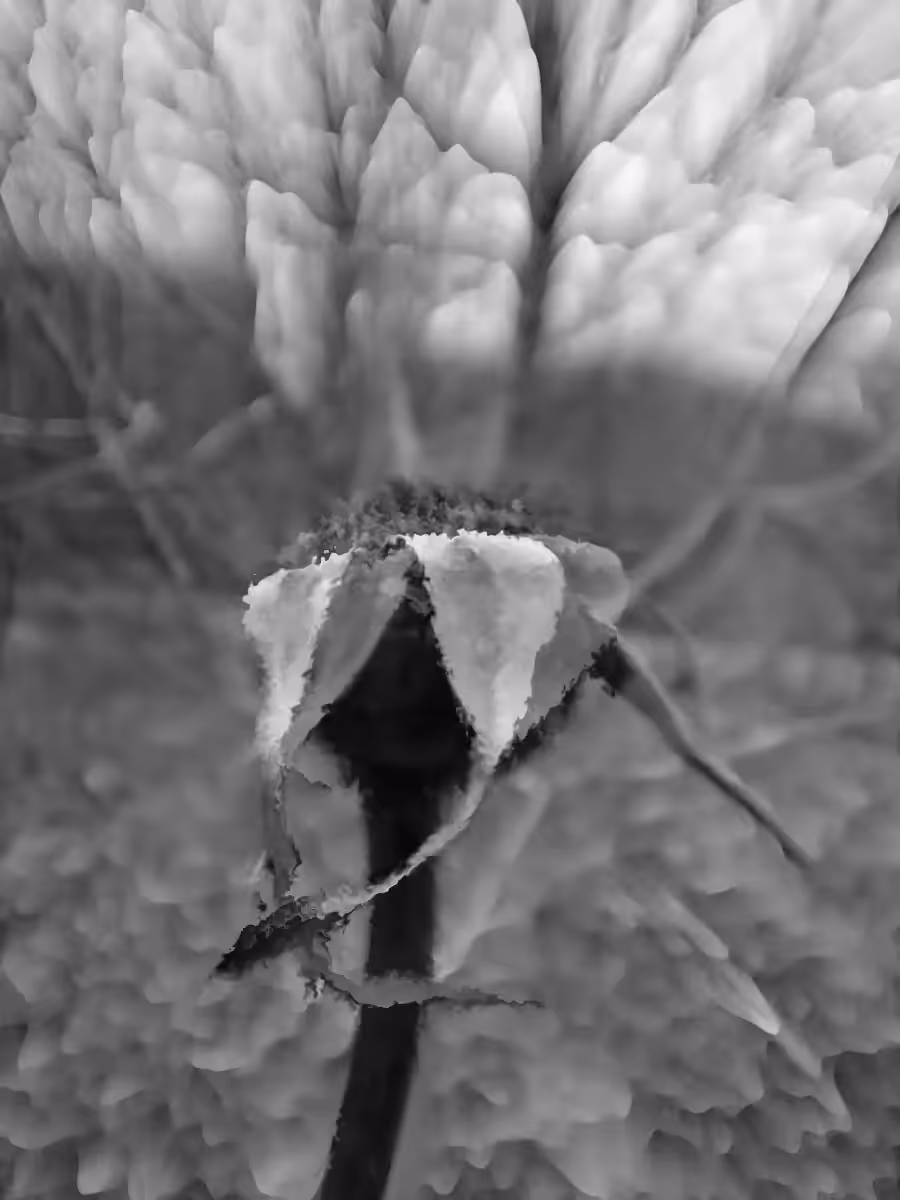 Dead Flower
