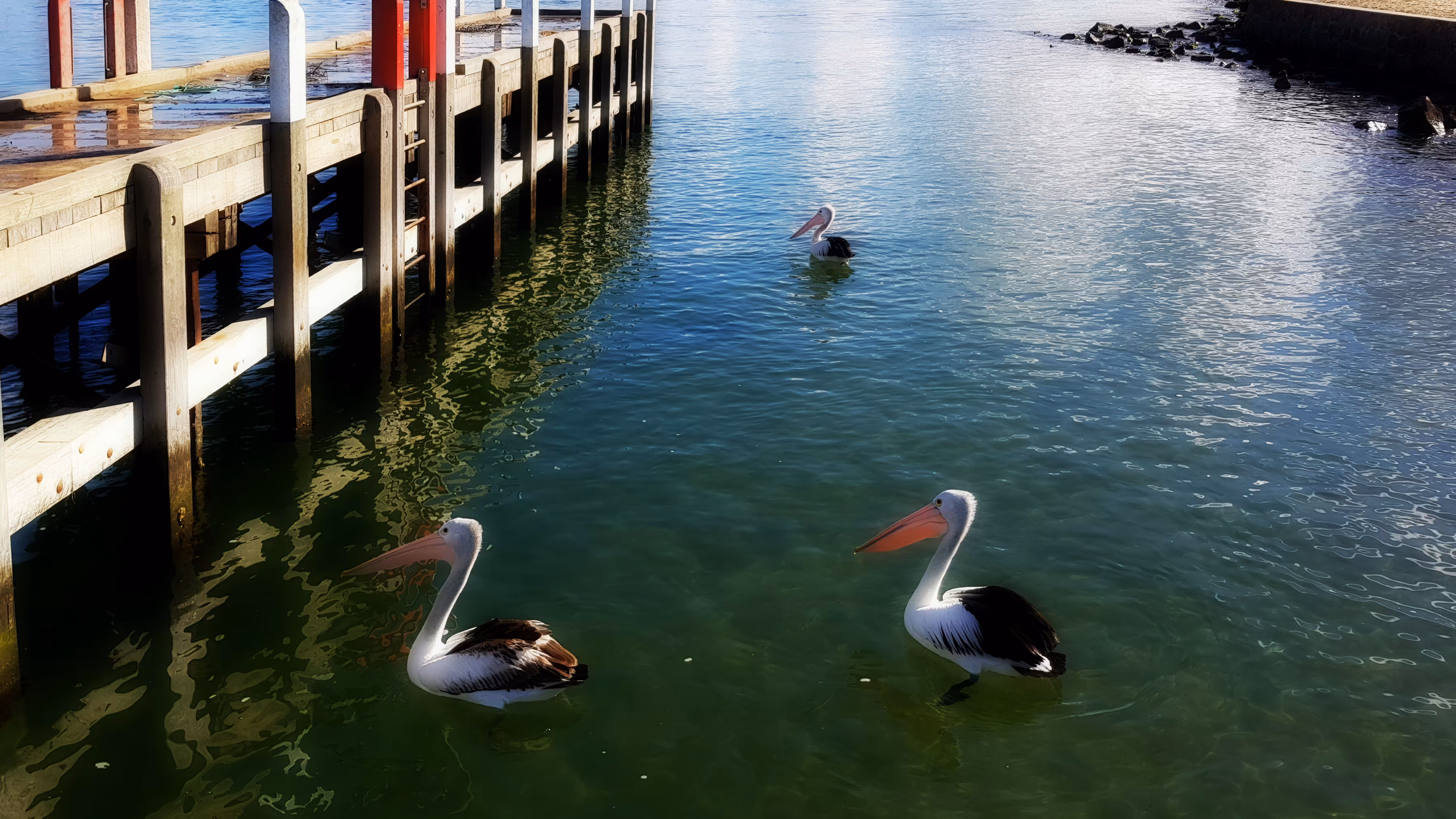 Harbour Companions