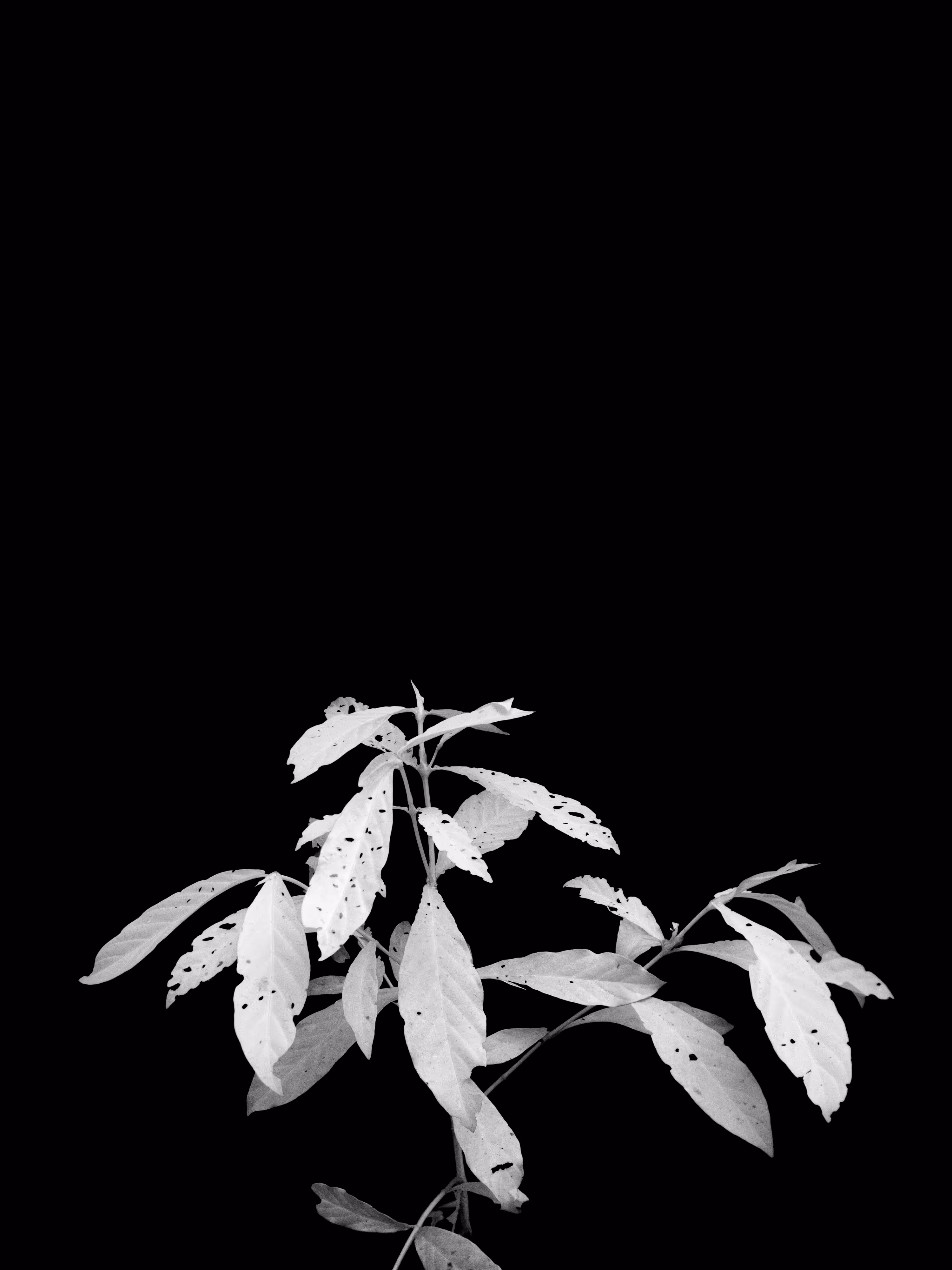 Leaves