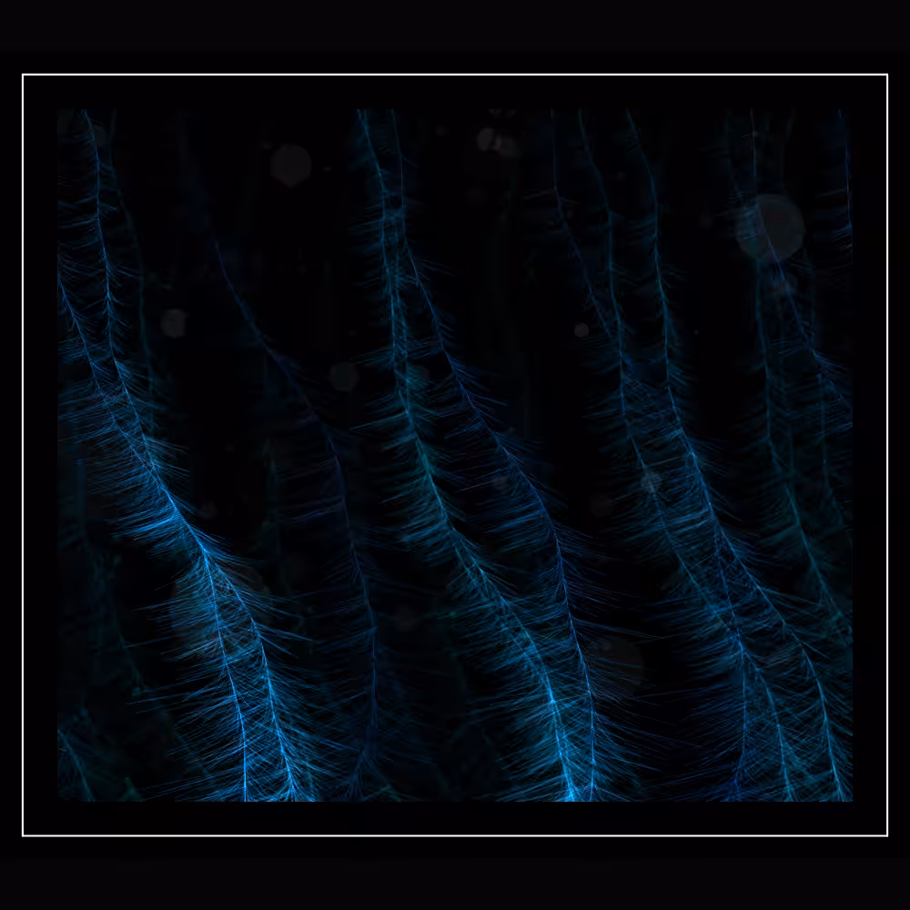 DigiRoots #29