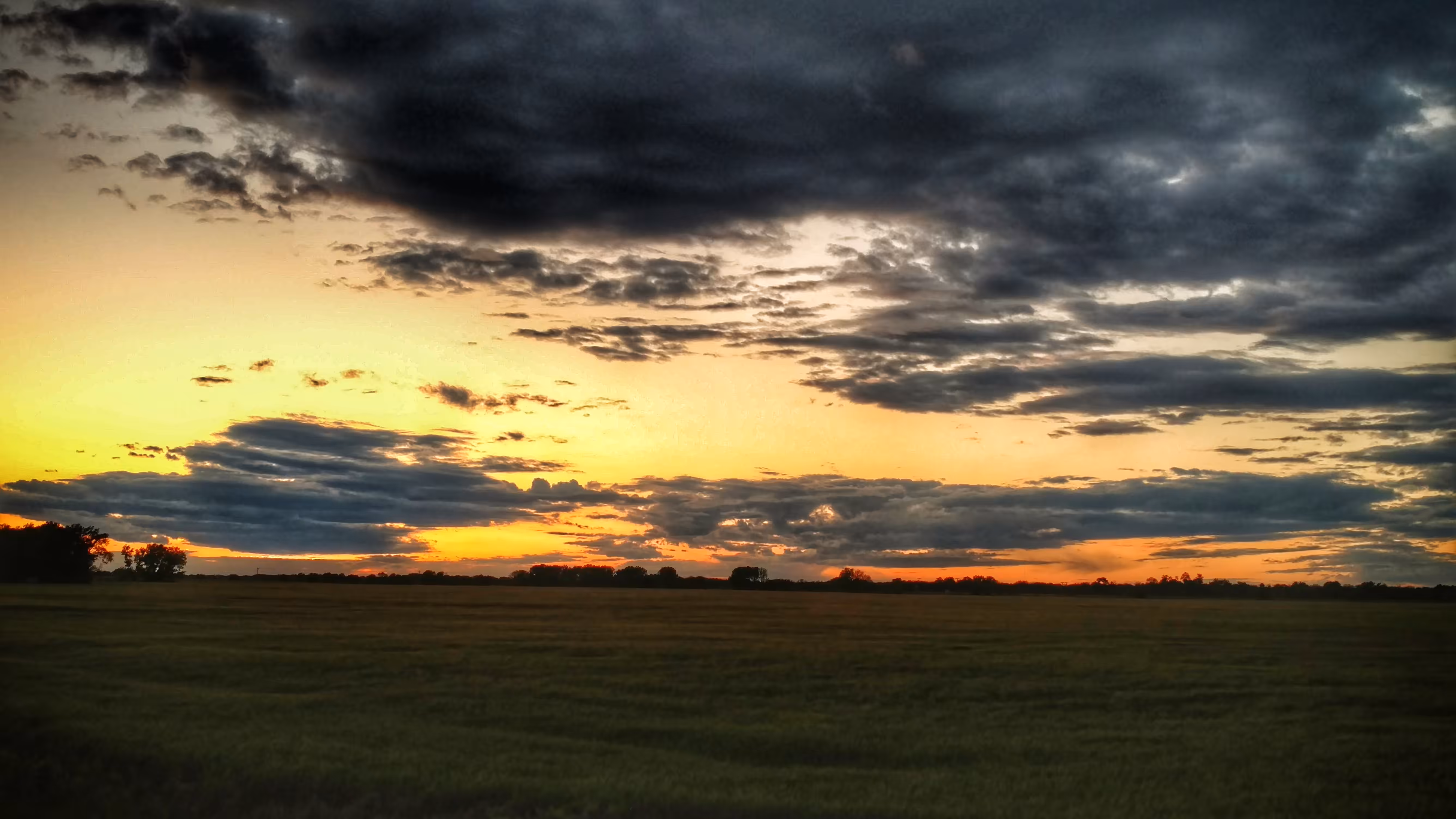 Kansas Wheat
